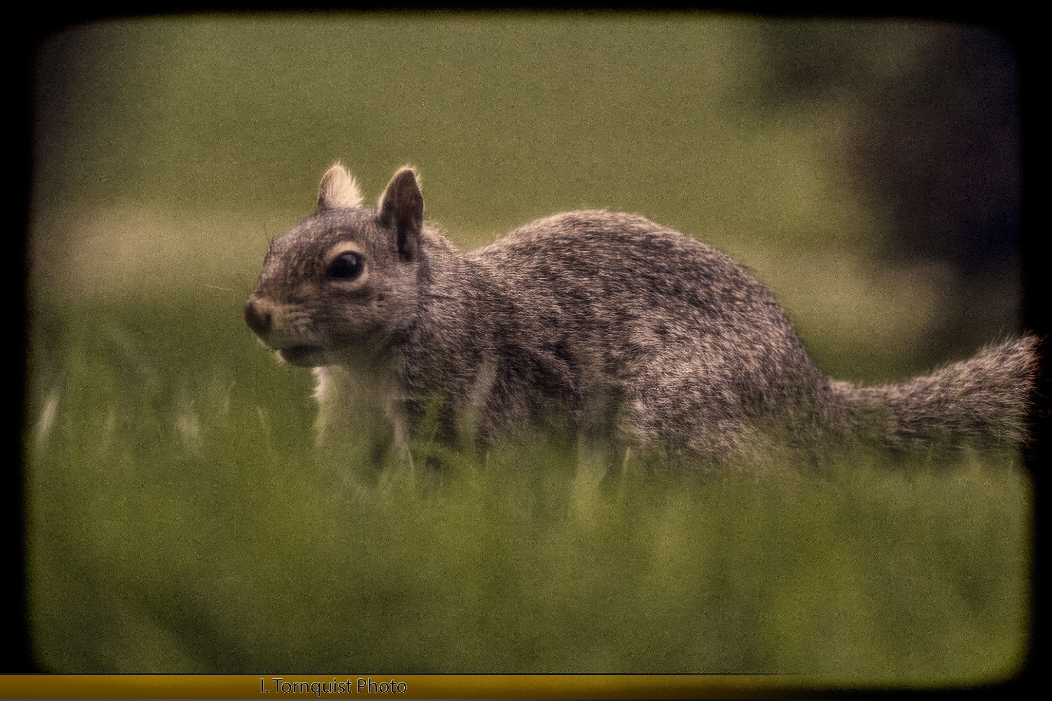 Canon EOS 60D + Canon EF 200mm F2.8L II USM sample photo. Squirrel 4071-1 photography