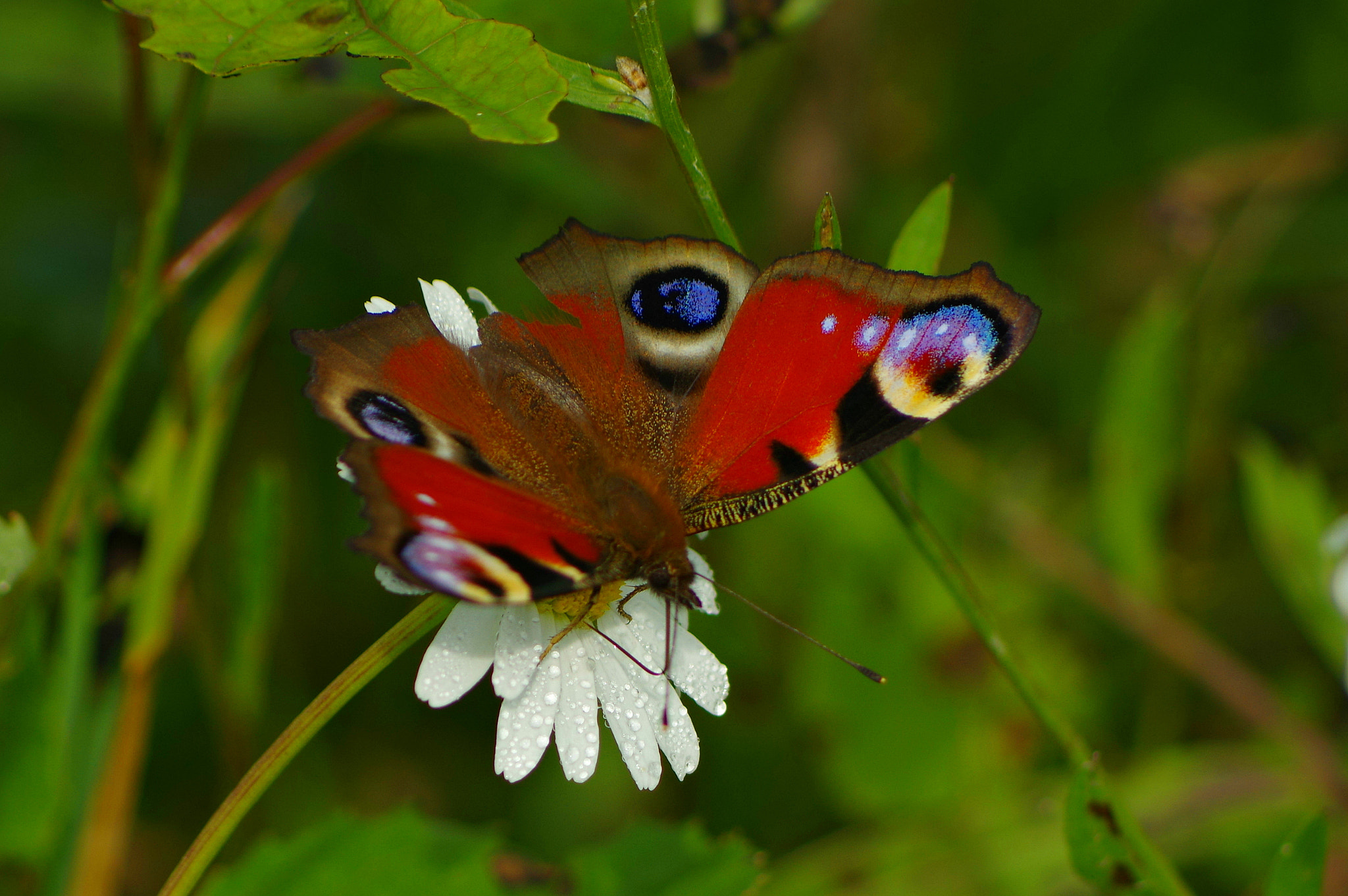 Pentax K-3 sample photo. Butterfly in the morning photography