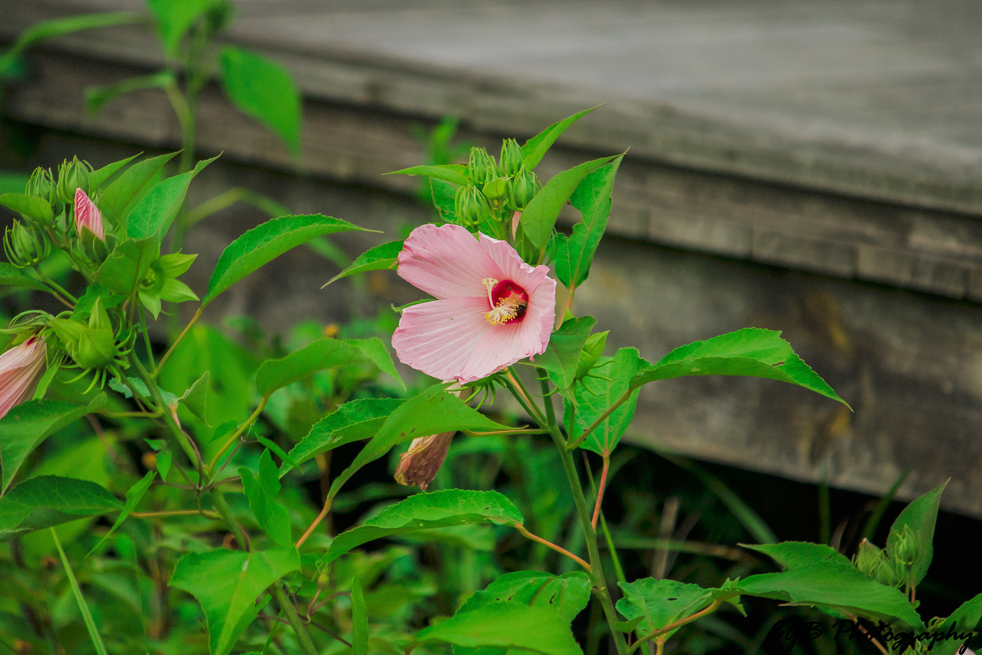 Canon EF-S 55-250mm F4-5.6 IS sample photo. Flower photography