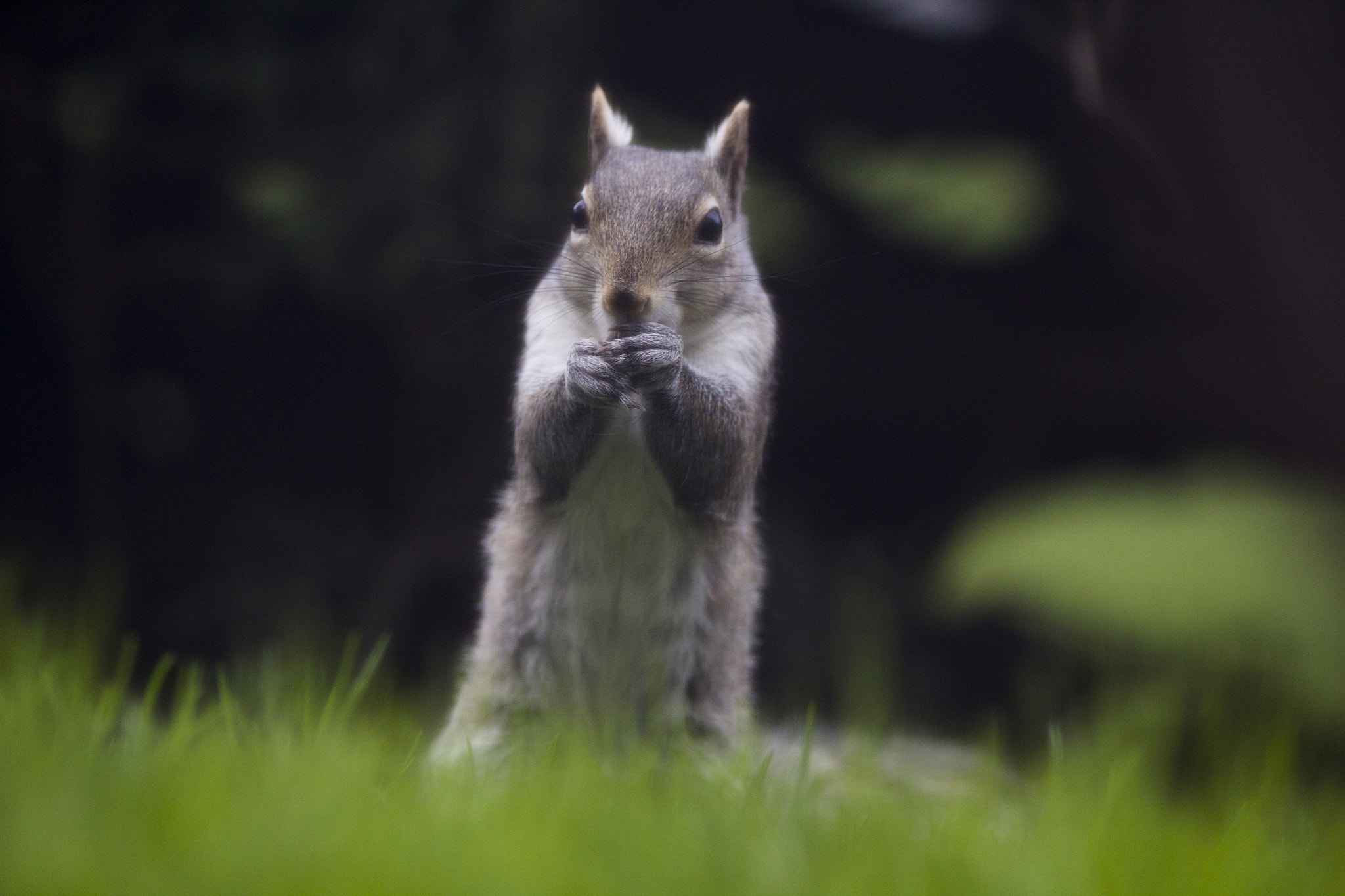 Canon EOS 60D + Canon EF 200mm F2.8L II USM sample photo. Squirrel 4086 photography