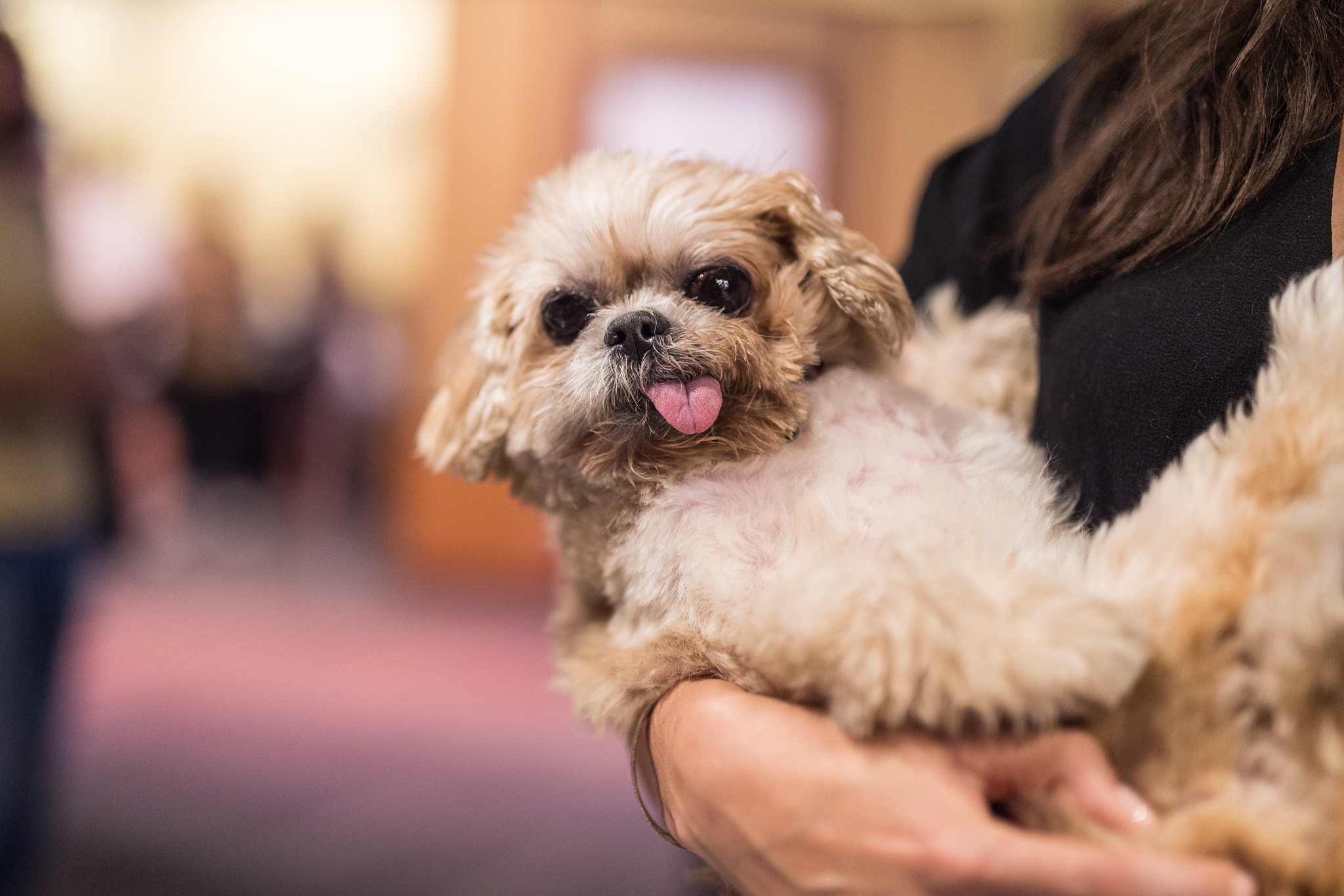 Nikon D4S + Sigma 50mm F1.4 DG HSM Art sample photo. Marnie the dog photograph by daniel krieger photography