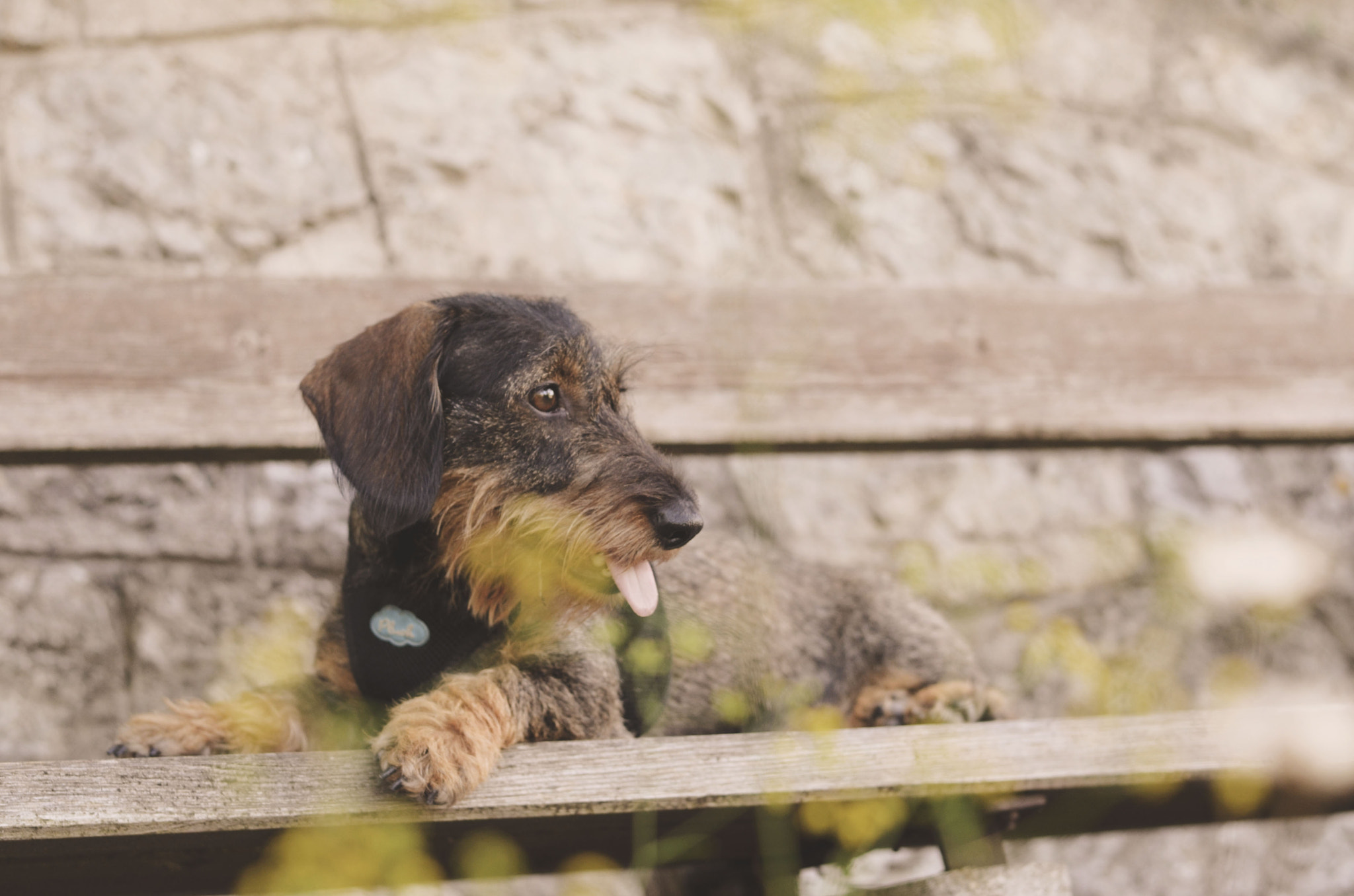 Nikon D5100 + AF Nikkor 50mm f/1.8 sample photo. Dog on a bench photography