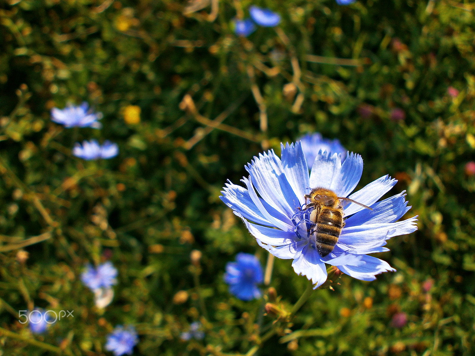 Olympus VG110,D700 sample photo. Bee on blue flower photography