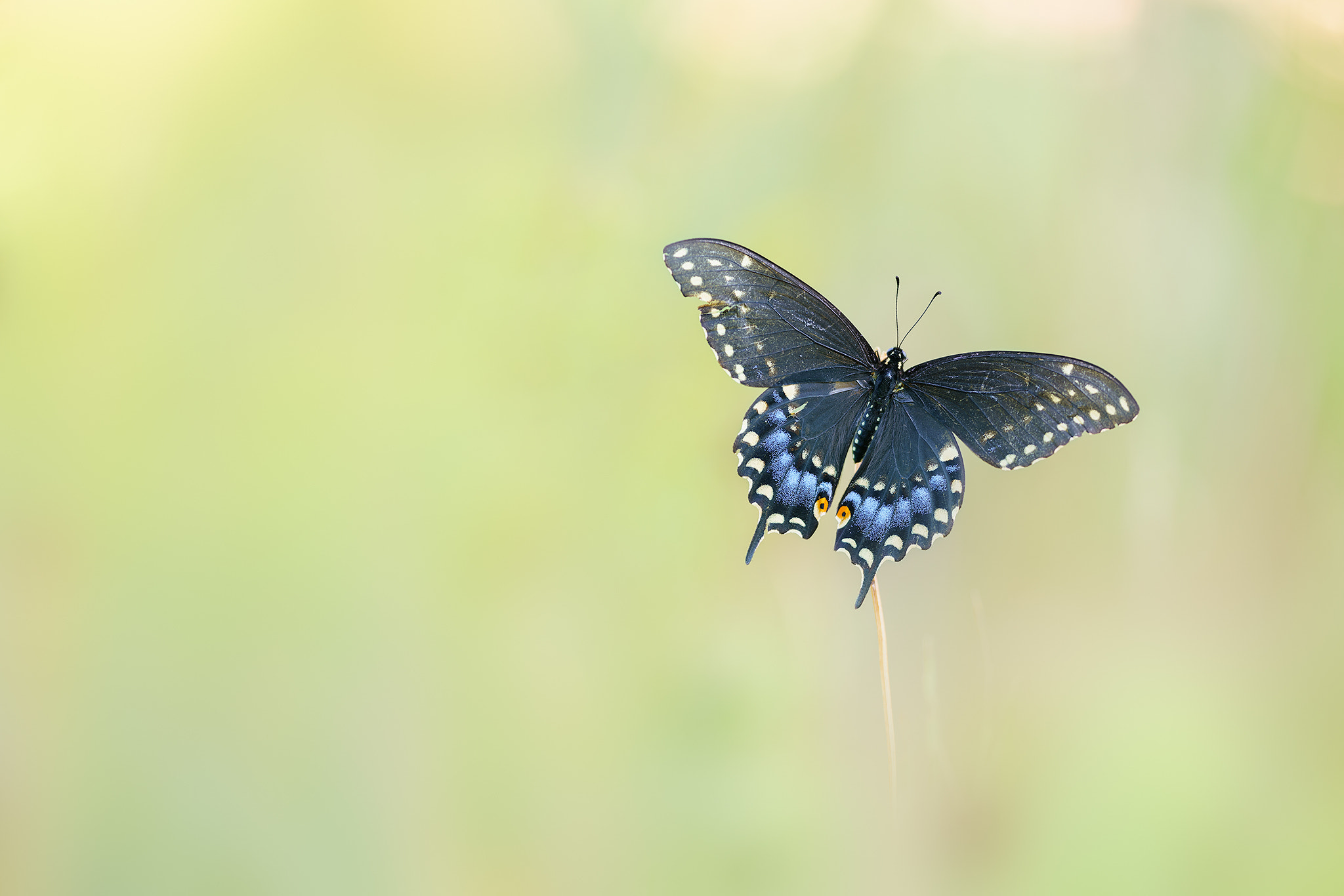 Sigma 70-200mm F2.8 EX DG Macro HSM II sample photo. Merveille de la nature... photography