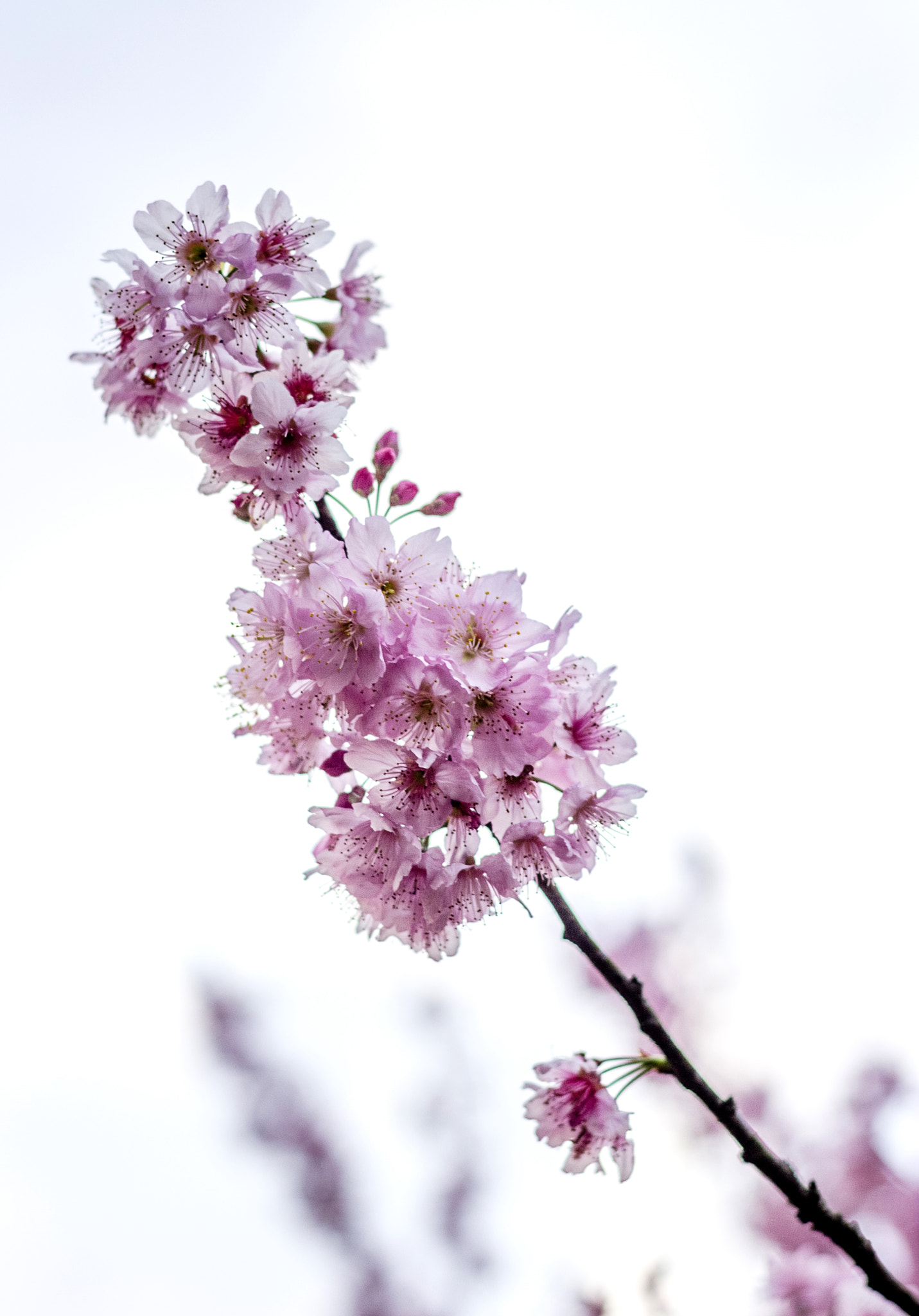 Canon EF 50mm F1.8 II sample photo. Sakura photography