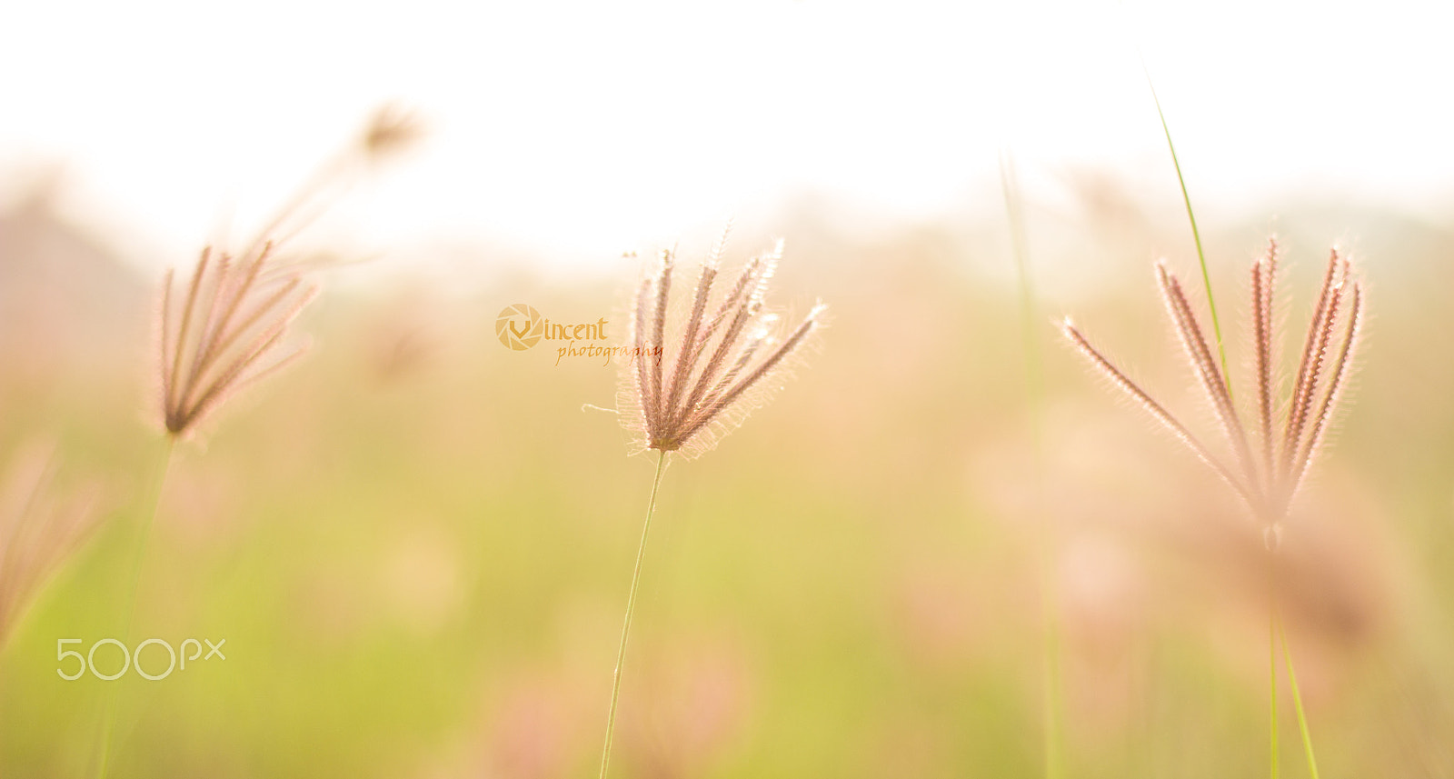 Canon EOS 600D (Rebel EOS T3i / EOS Kiss X5) + Canon EF 50mm F1.8 II sample photo. Wild grass photography