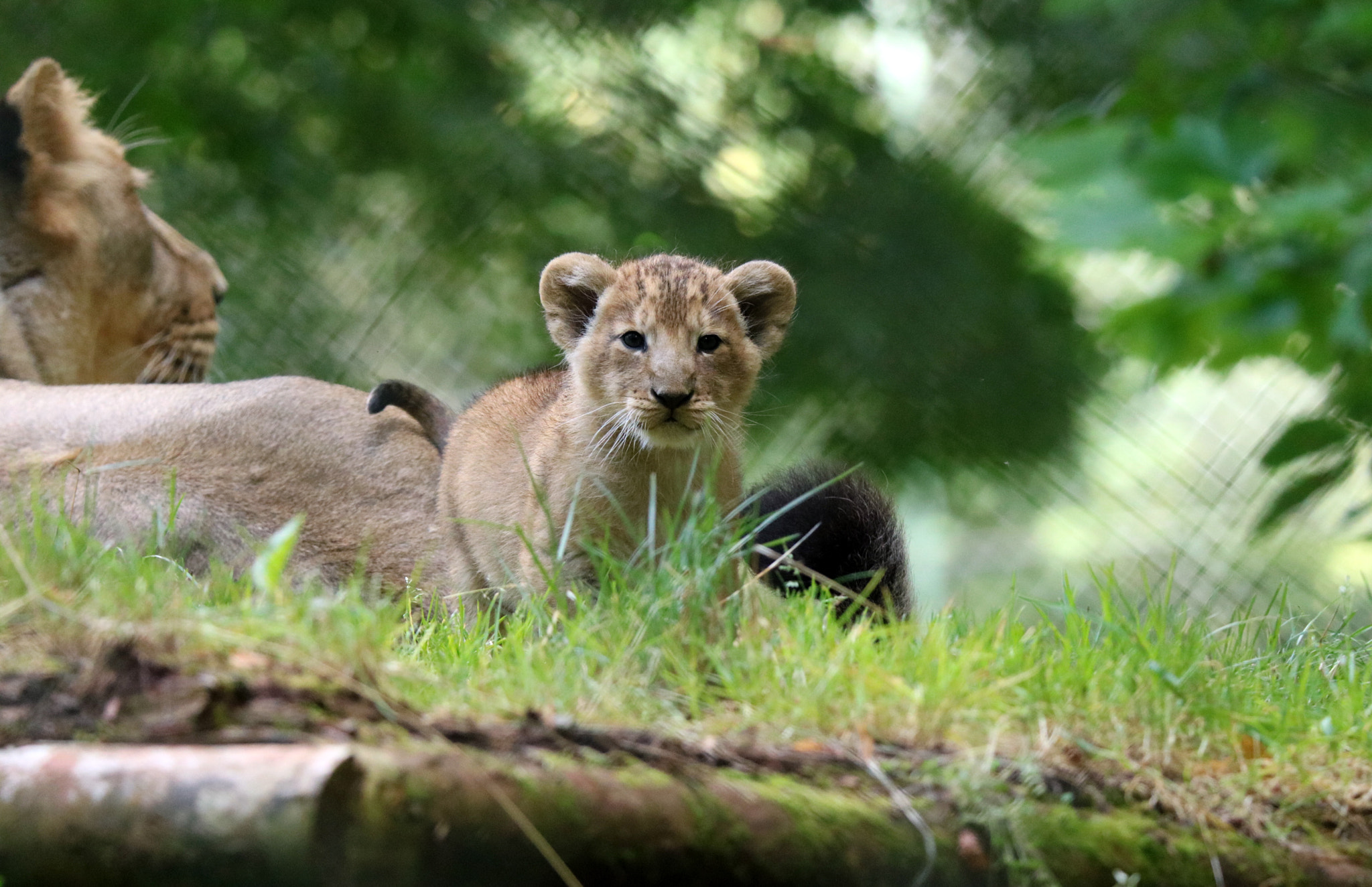 Tamron SP 150-600mm F5-6.3 Di VC USD sample photo. Lion cub photography