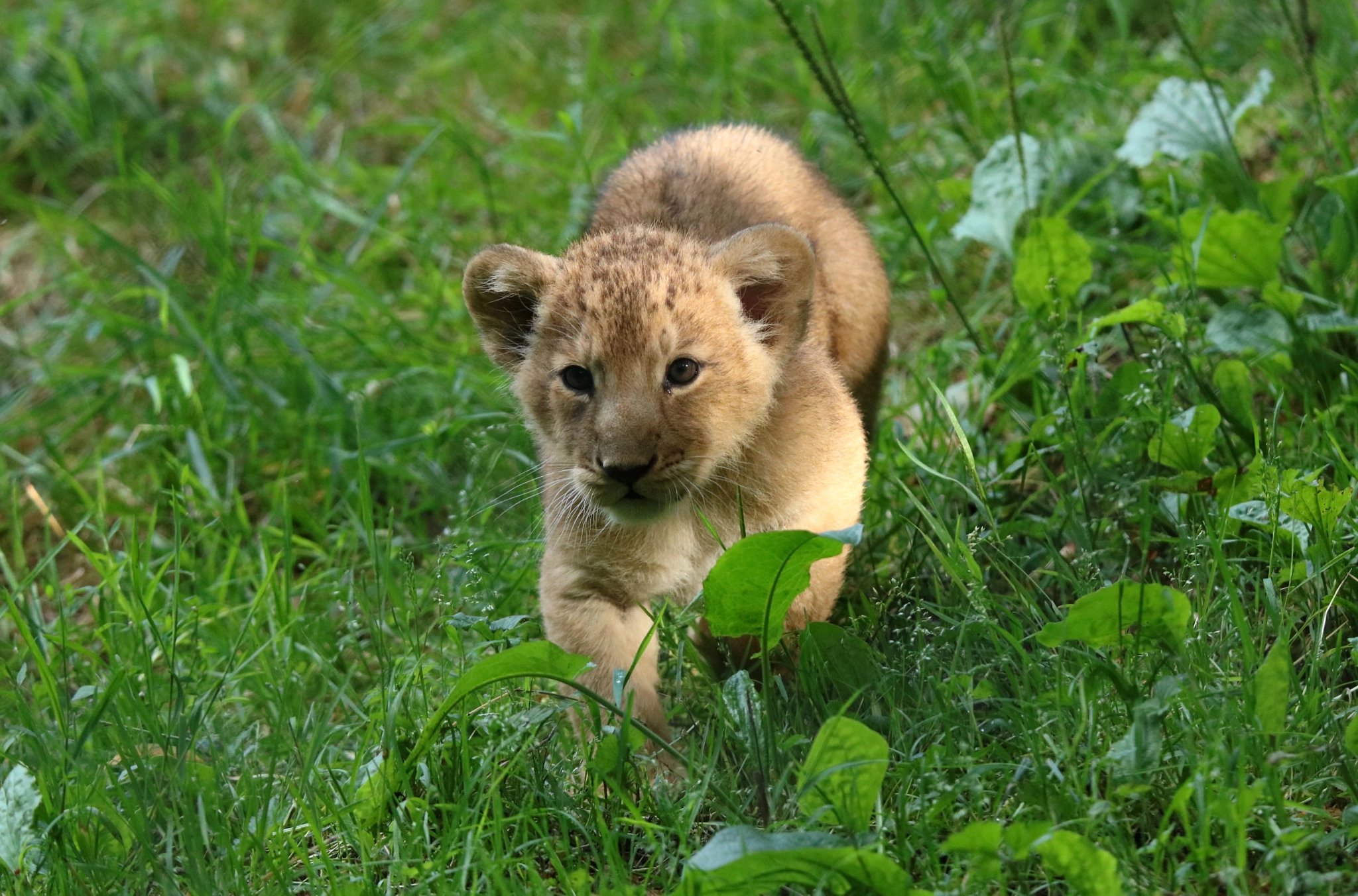 Canon EOS 750D (EOS Rebel T6i / EOS Kiss X8i) + Tamron SP 150-600mm F5-6.3 Di VC USD sample photo. Lion cub prowling photography