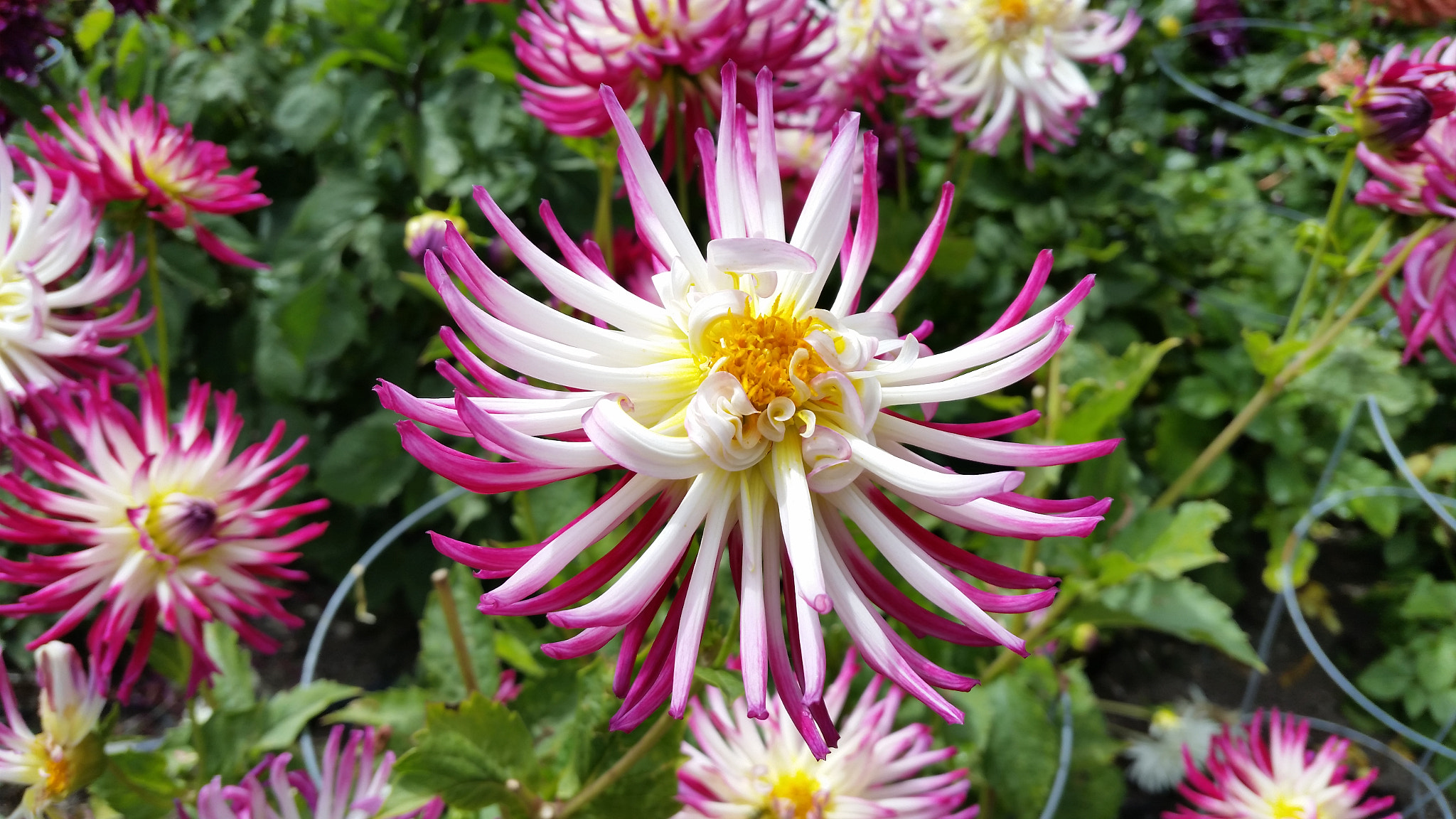 Samsung Galaxy S5 Active sample photo