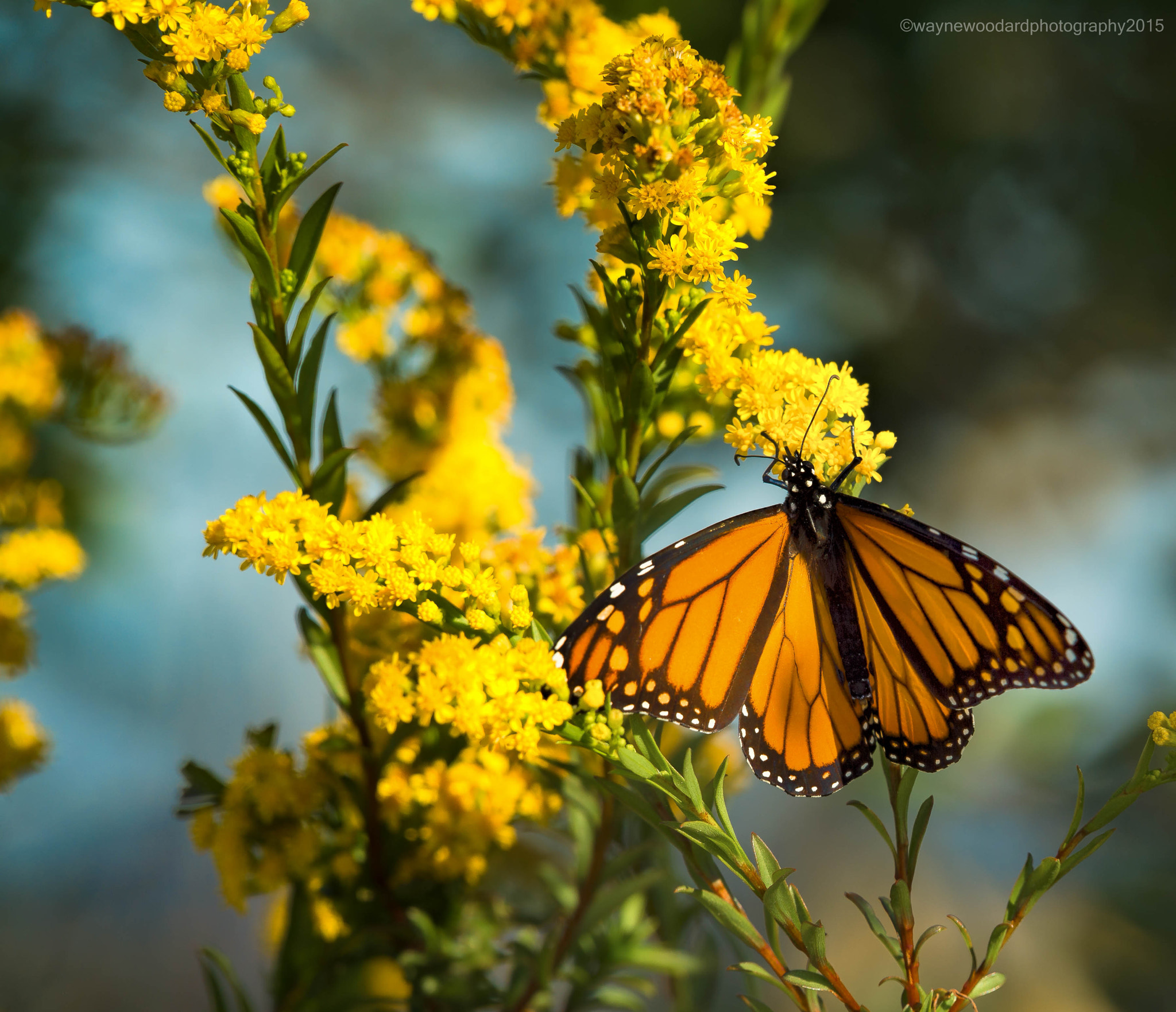 Nikon AF-S Nikkor 200-500mm F5.6E ED VR sample photo. Monarch migration photography