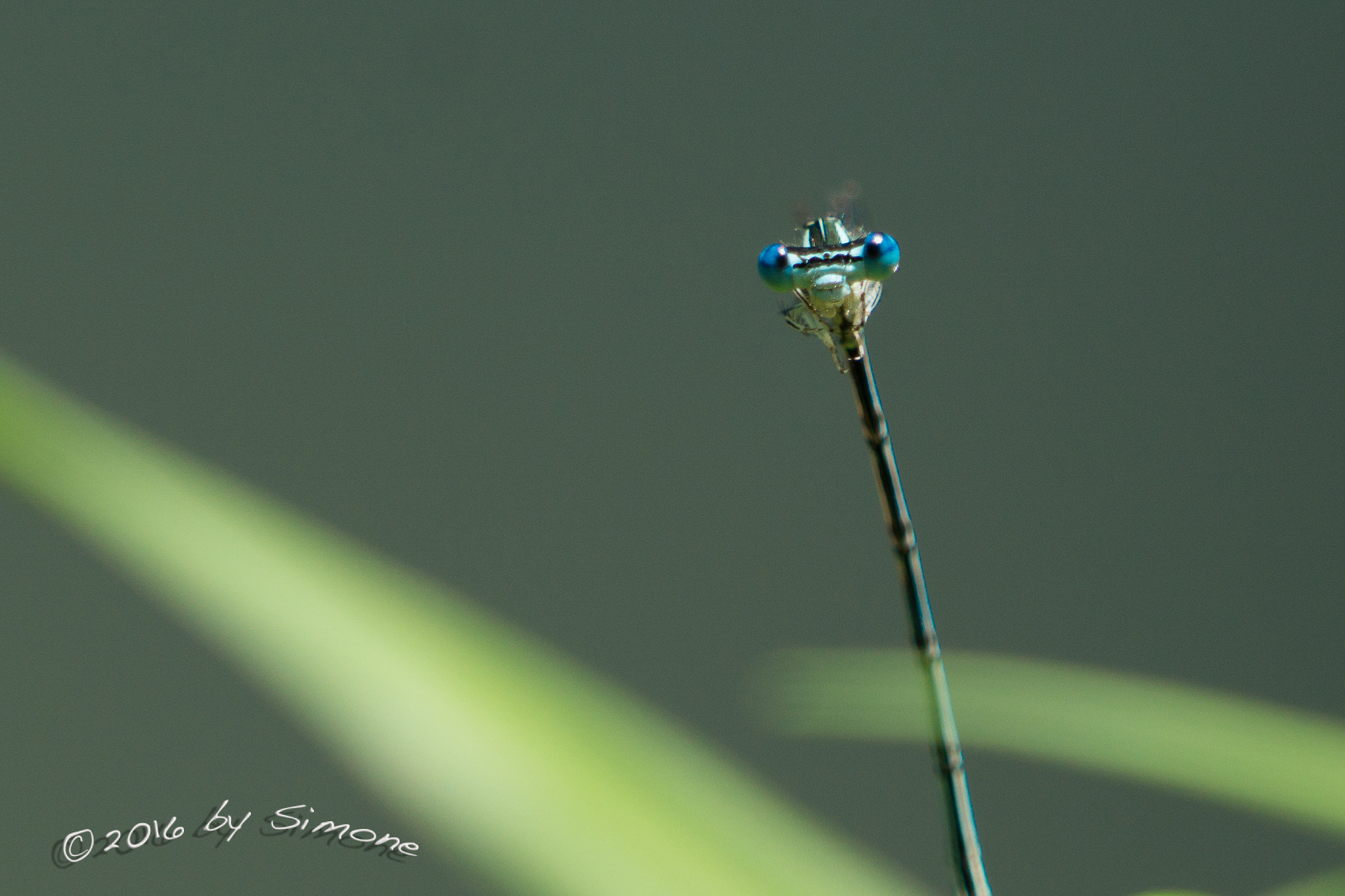 Sony FE 24-240mm F3.5-6.3 OSS sample photo. Federlibelle photography
