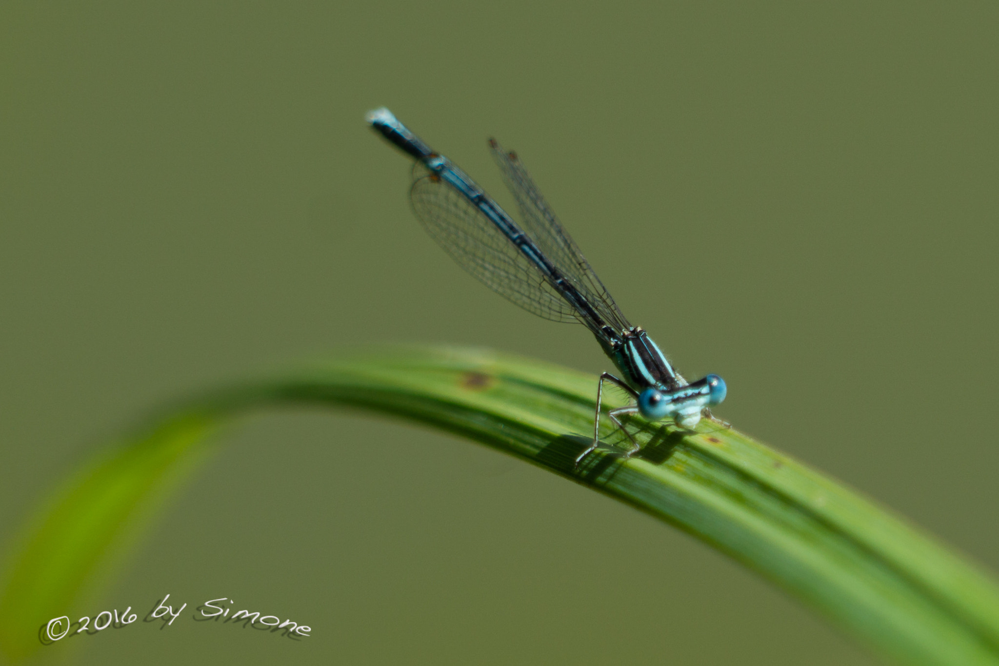 Sony a6000 + Sony FE 24-240mm F3.5-6.3 OSS sample photo. Blaue federlibelle photography