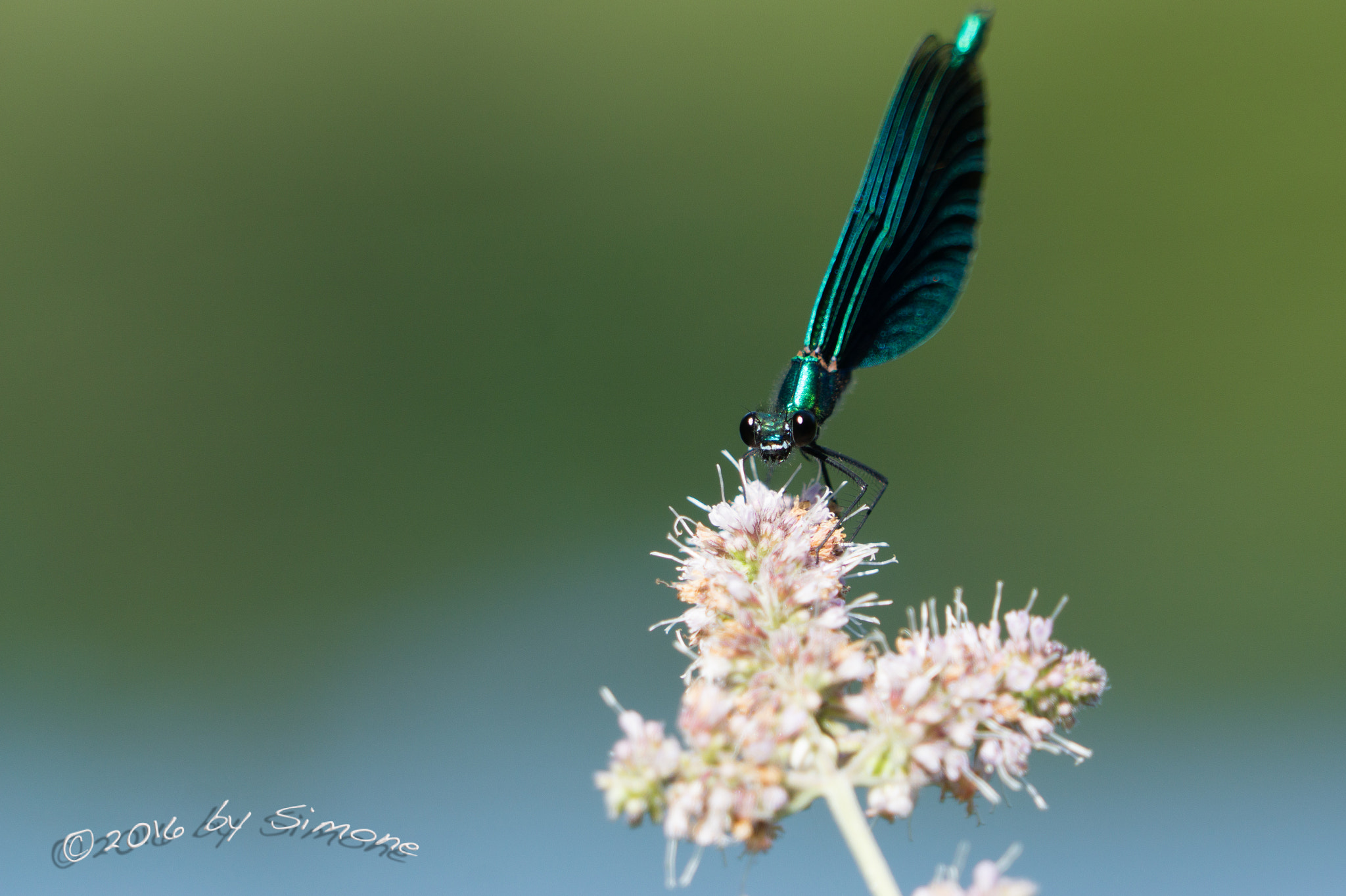 Sony FE 24-240mm F3.5-6.3 OSS sample photo. Blauflügel-prachtlibelle photography