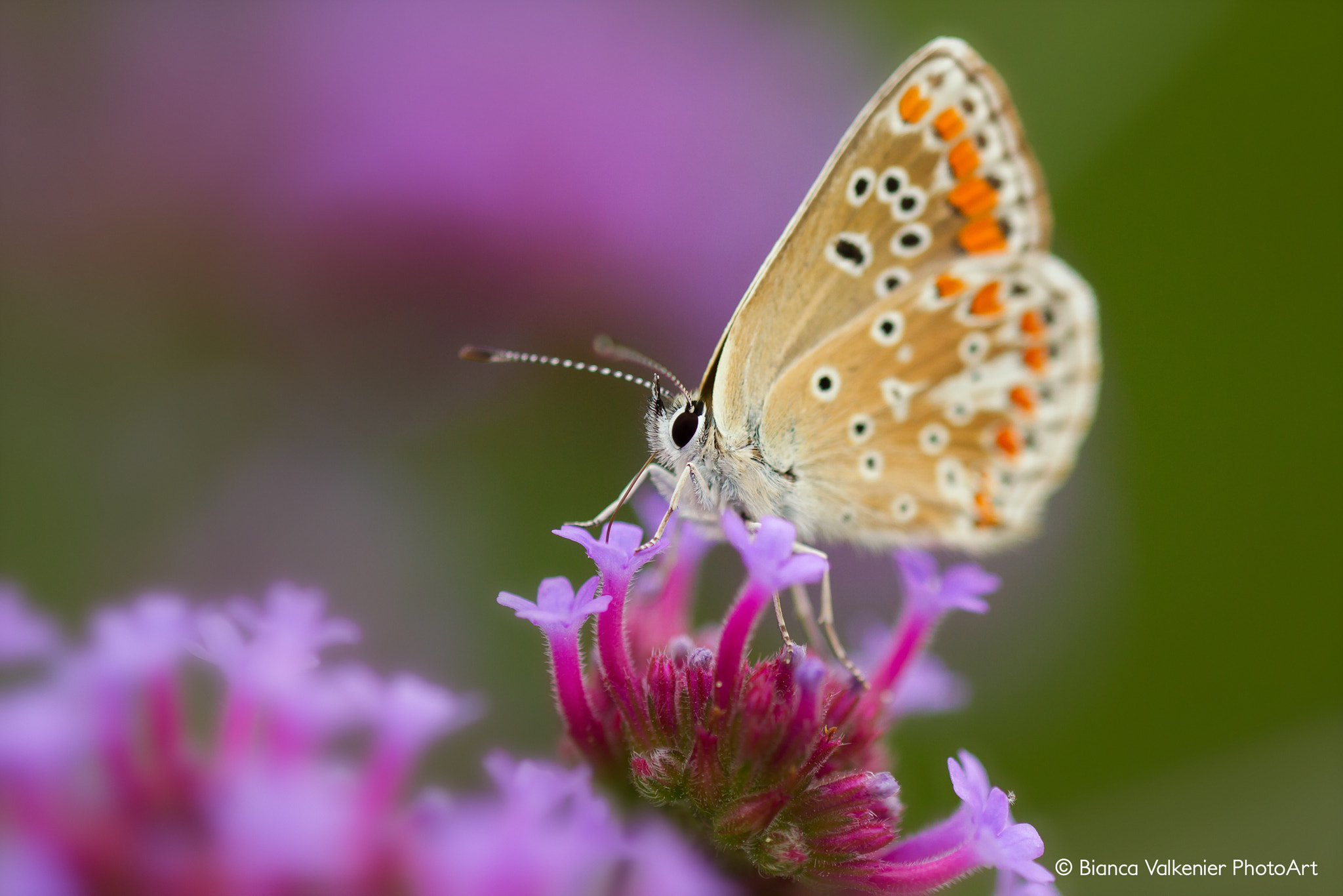 Sigma 150mm f/2.8 EX DG OS HSM APO Macro sample photo. Aricia agestis (brown argus) photography