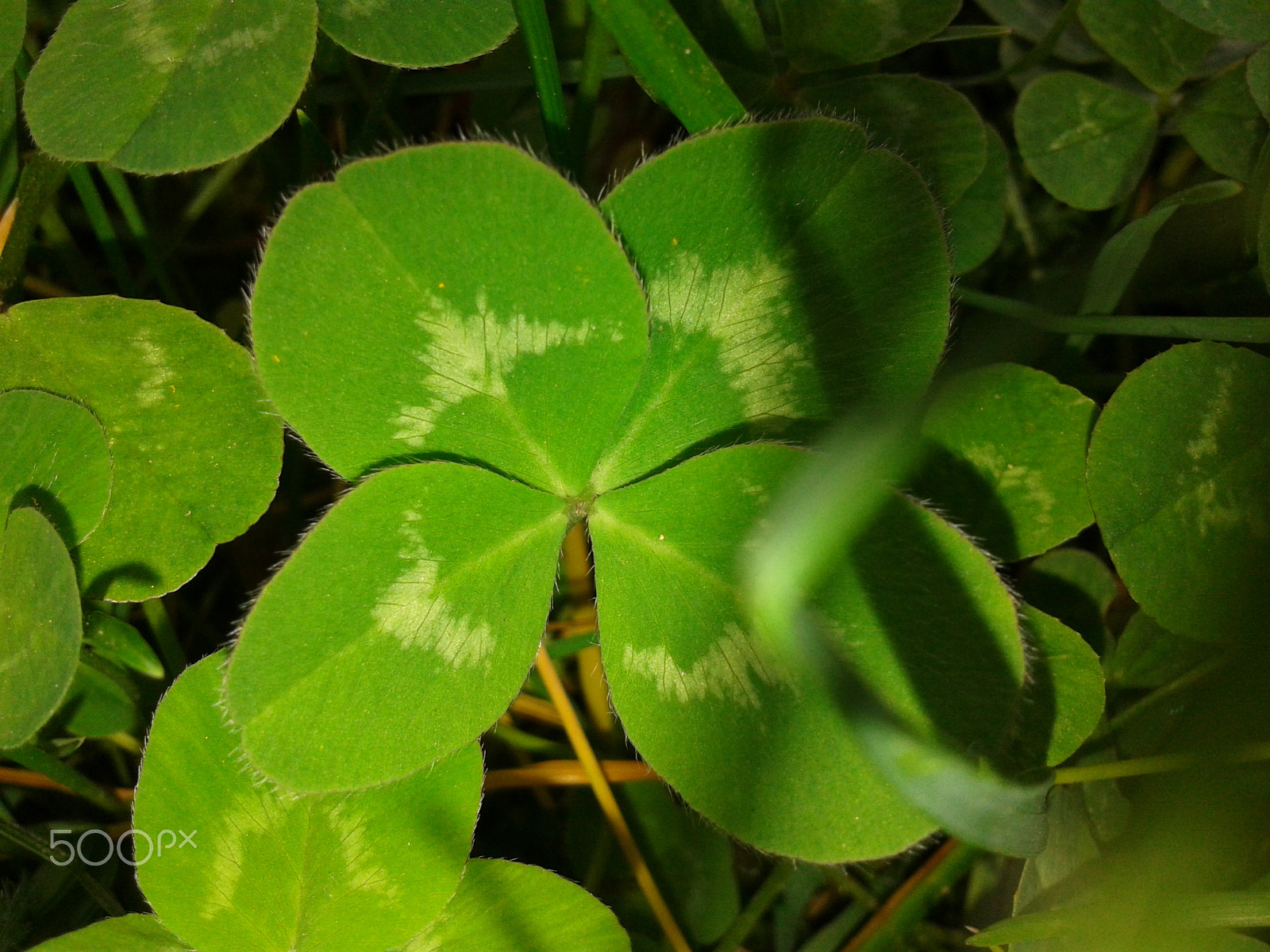 Samsung GT-S5611 sample photo. Four-leaf clover photography