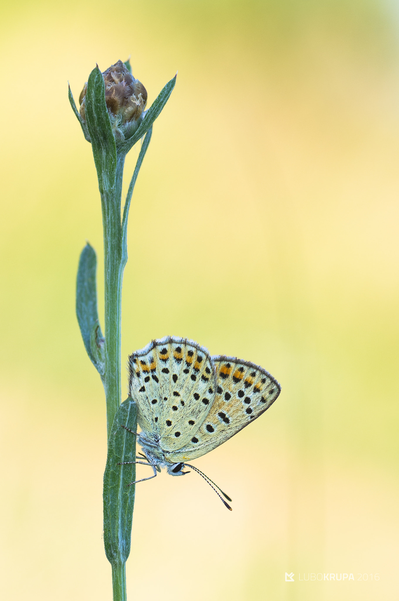 Pentax K-r sample photo. Lycaena tityrus photography