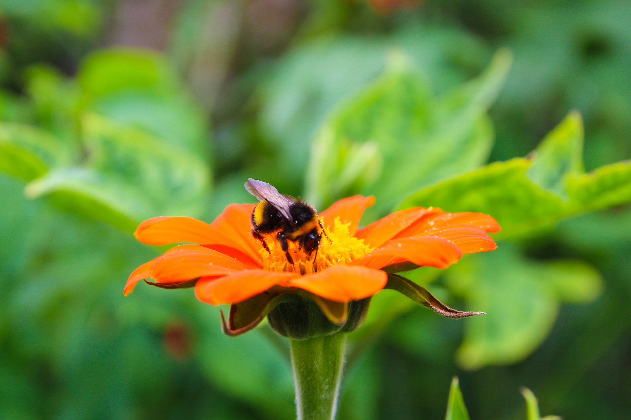 Canon EOS 1200D (EOS Rebel T5 / EOS Kiss X70 / EOS Hi) + Sigma 18-50mm f/2.8 Macro sample photo. Erddig bee photography