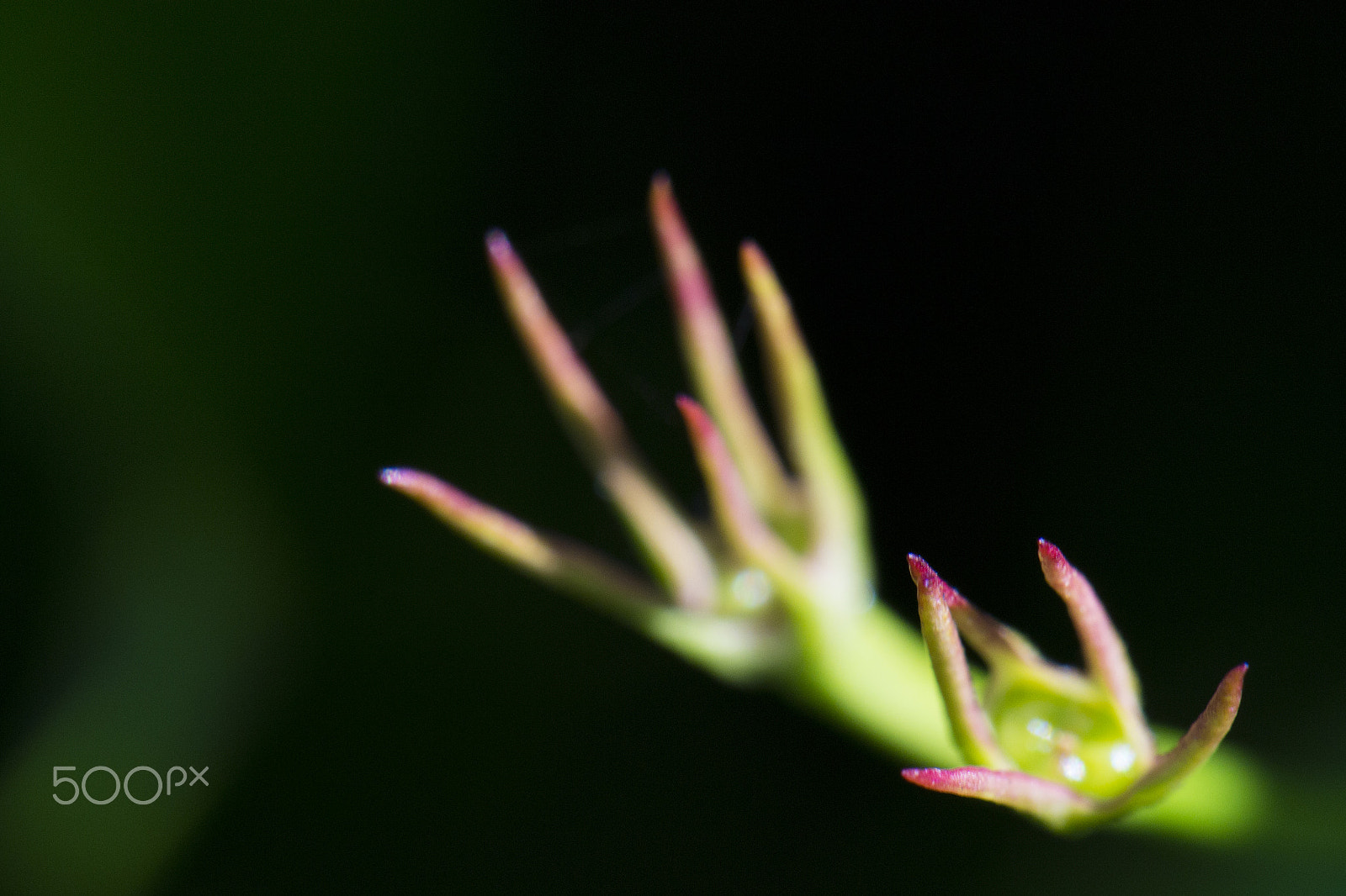 Nikon AF-S DX Micro-Nikkor 85mm F3.5G ED VR sample photo. Claws photography