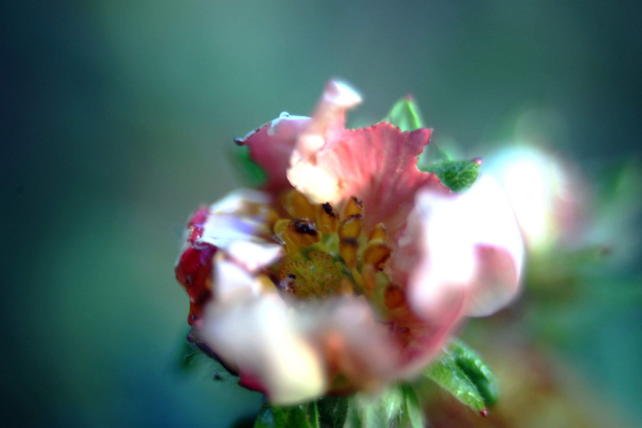 Canon EF35-80mm f/4-5.6 sample photo. Potentilla photography