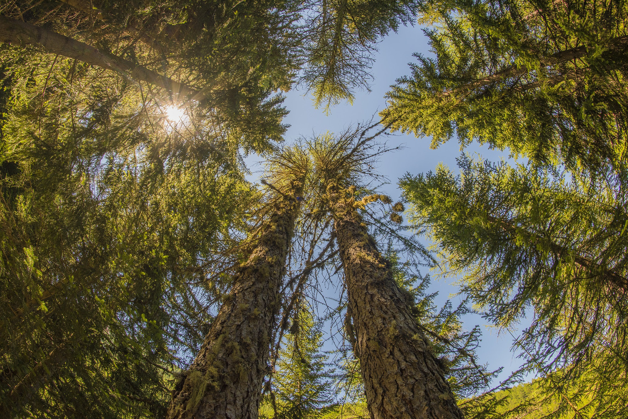 Samyang 12mm F2.8 ED AS NCS Fisheye sample photo. Towards the sky photography