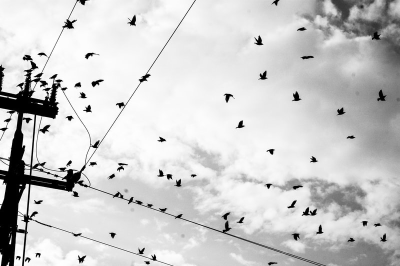 Nikon D70 + Nikon AF Nikkor 50mm F1.8D sample photo. //birds photography