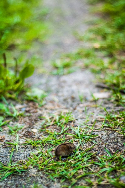 Nikon D70 + Nikon AF Nikkor 50mm F1.8D sample photo. //mouse photography