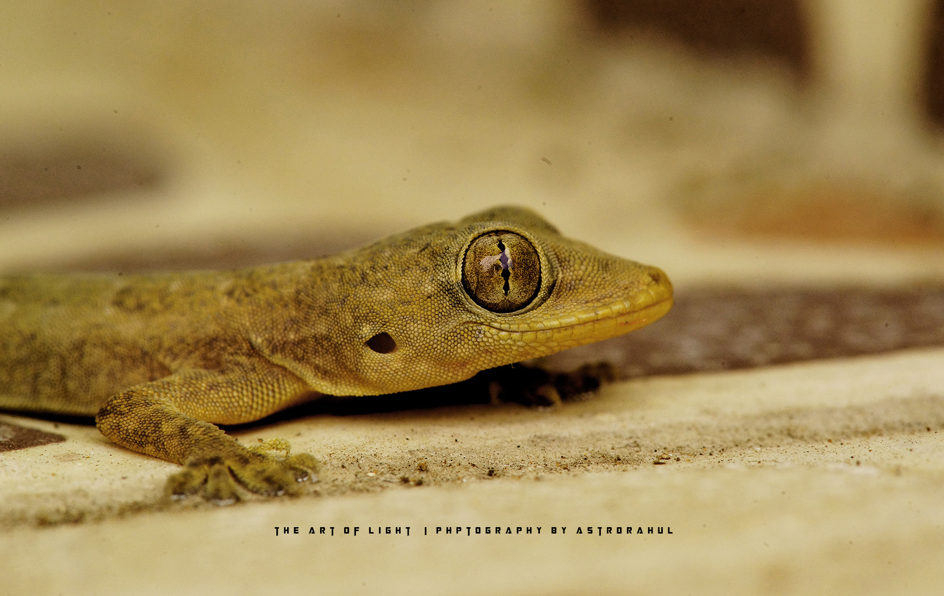Sony a99 II sample photo. Common house gecko photography