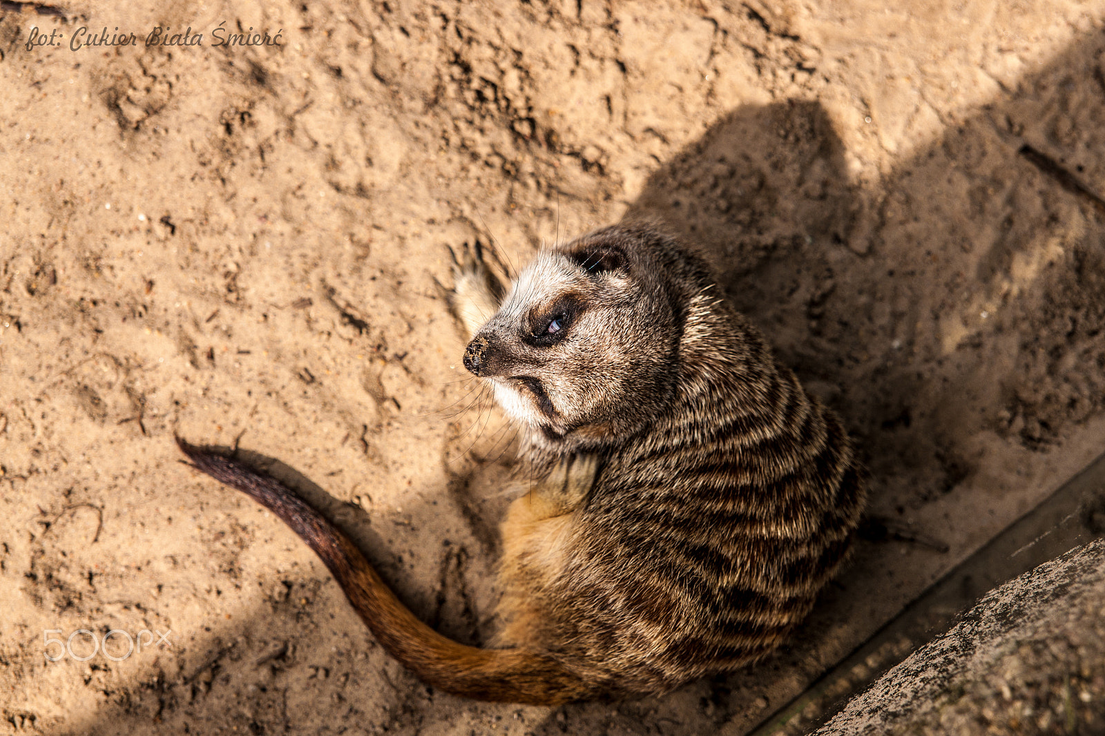 Sony Alpha DSLR-A700 + 24-70mm F2.8 sample photo. Syrykatka photography