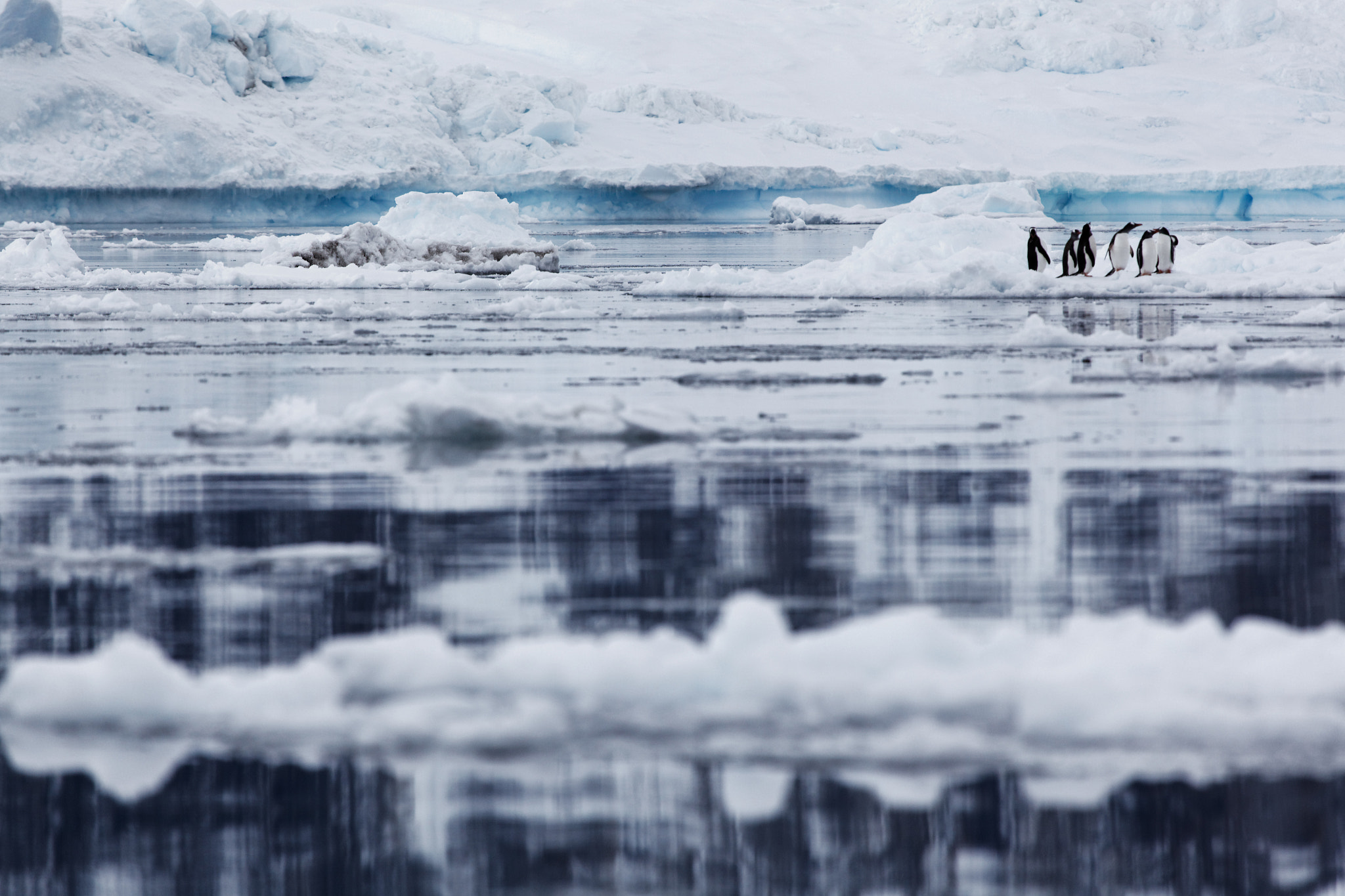 Canon EOS 5D Mark II + Canon EF 100-400mm F4.5-5.6L IS USM sample photo. Penguins on ice photography
