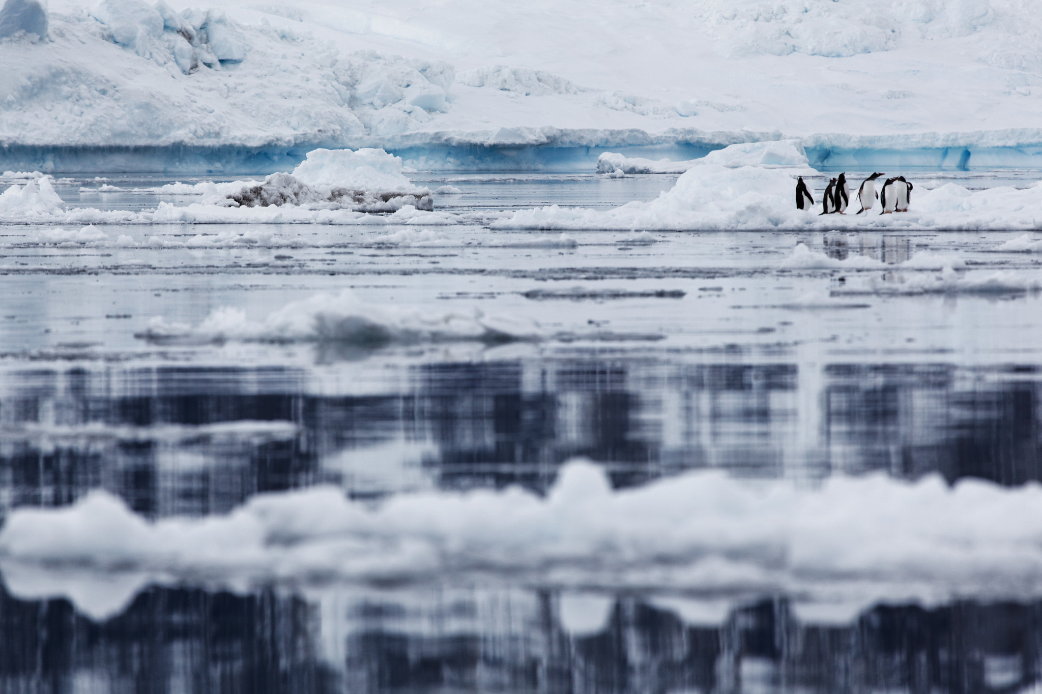 Canon EF 100-400mm F4.5-5.6L IS USM sample photo. Penguins on ice photography