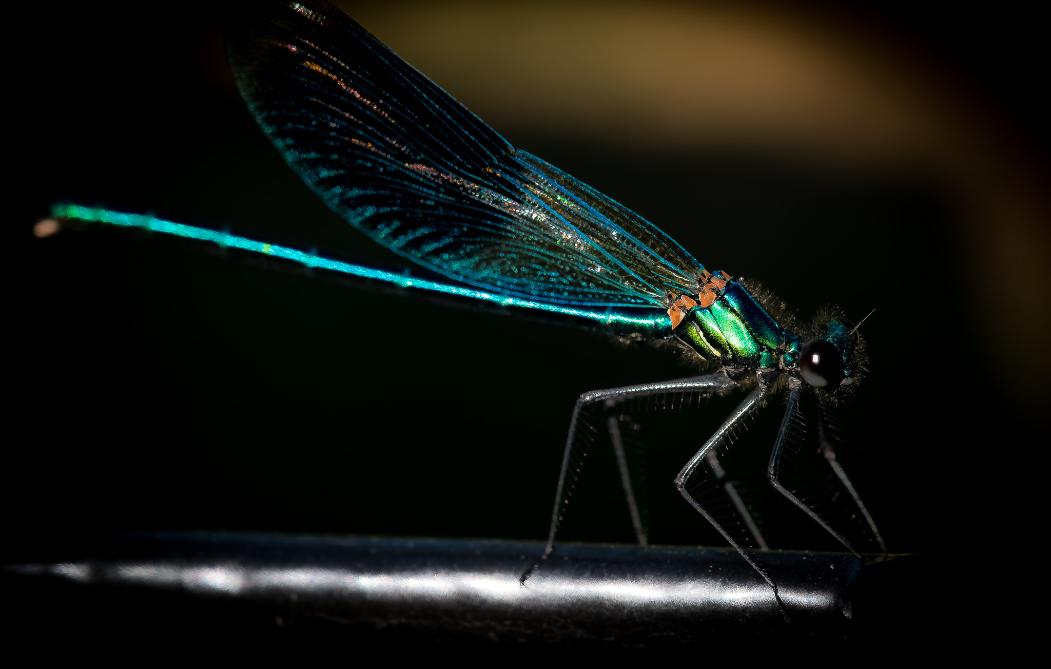 Fujifilm X-Pro1 + Fujifilm XF 60mm F2.4 R Macro sample photo. Libellule photography