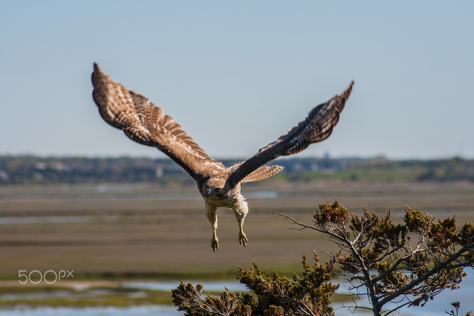 Canon EF 75-300mm f/4-5.6 USM sample photo. Raptor photography