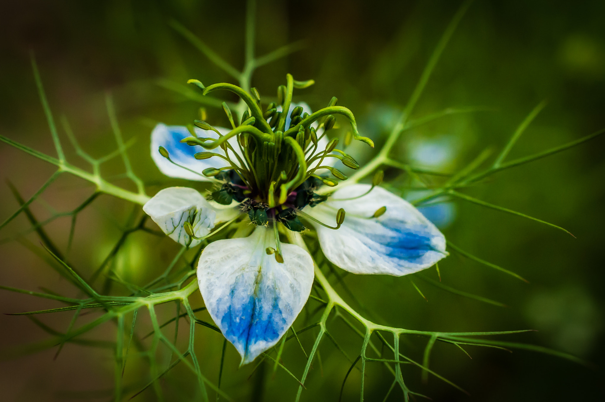 Nikon AF-S DX Micro Nikkor 40mm F2.8 sample photo. Trollius chinensis photography
