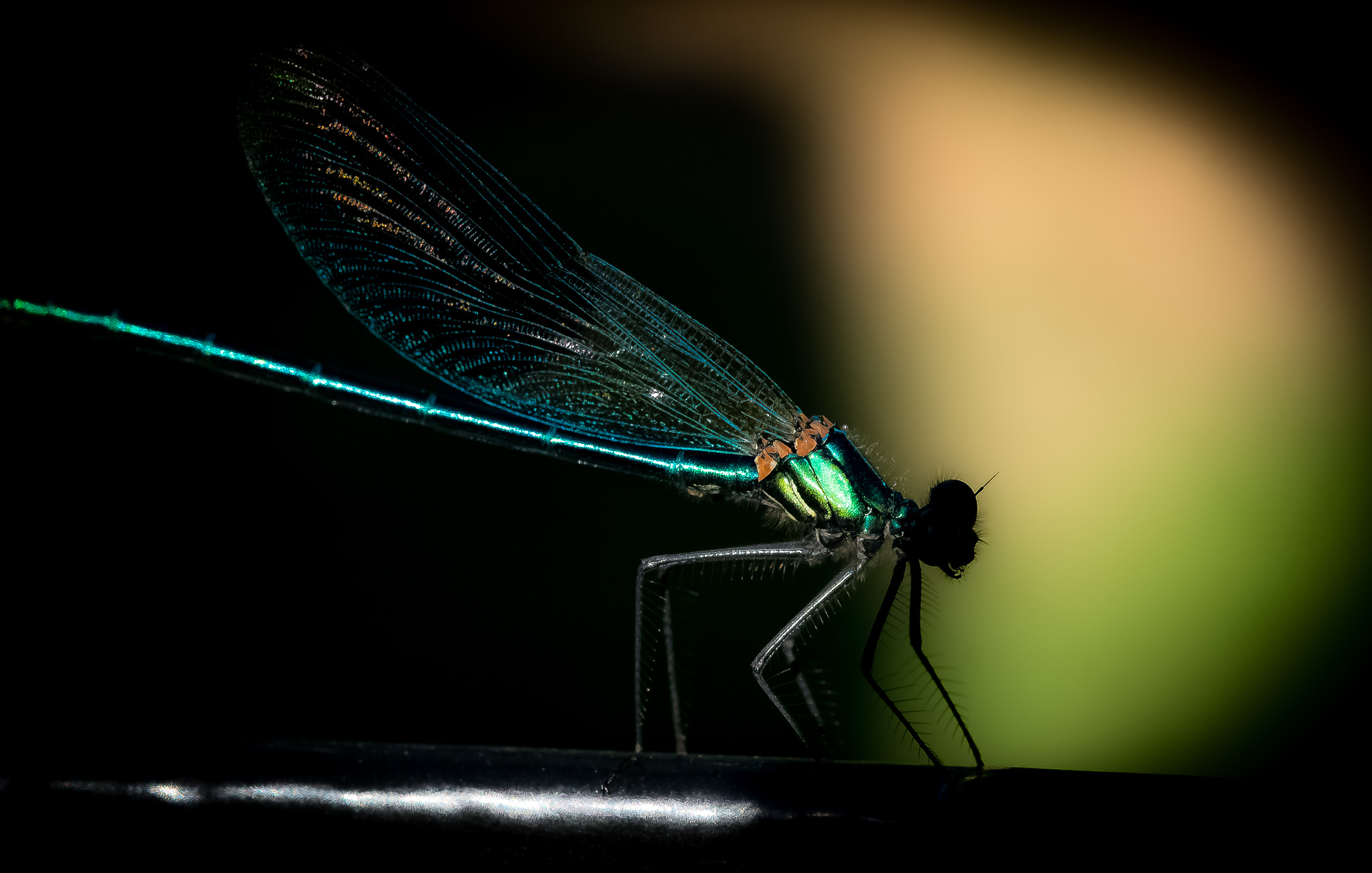 Fujifilm X-Pro1 + Fujifilm XF 60mm F2.4 R Macro sample photo. Libellule photography
