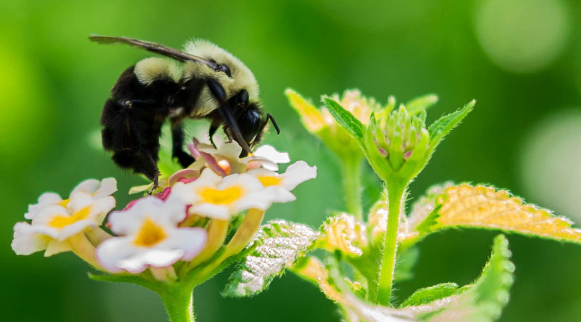 Sony Alpha DSLR-A850 sample photo. Picking pollen photography