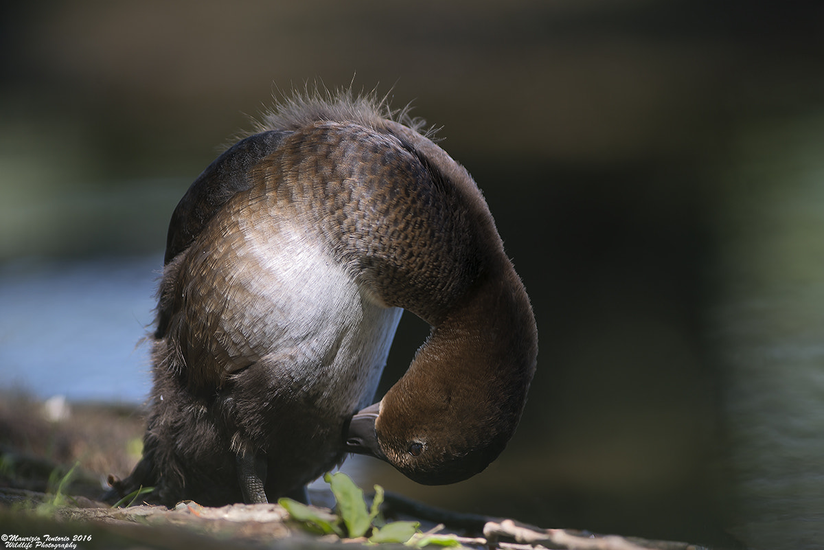Nikon AF-S Nikkor 300mm F2.8G ED VR II sample photo. Moriglione aythya ferina photography