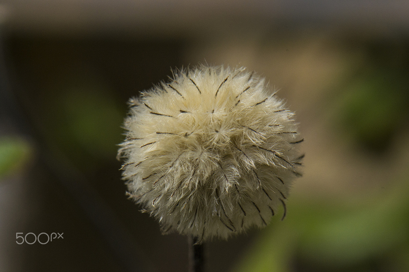 Nikon AF-S DX Micro-Nikkor 85mm F3.5G ED VR sample photo. Bouffe photography