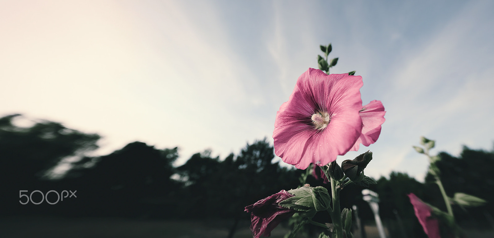 Canon EF 8-15mm F4L Fisheye USM sample photo. Hollyhock photography