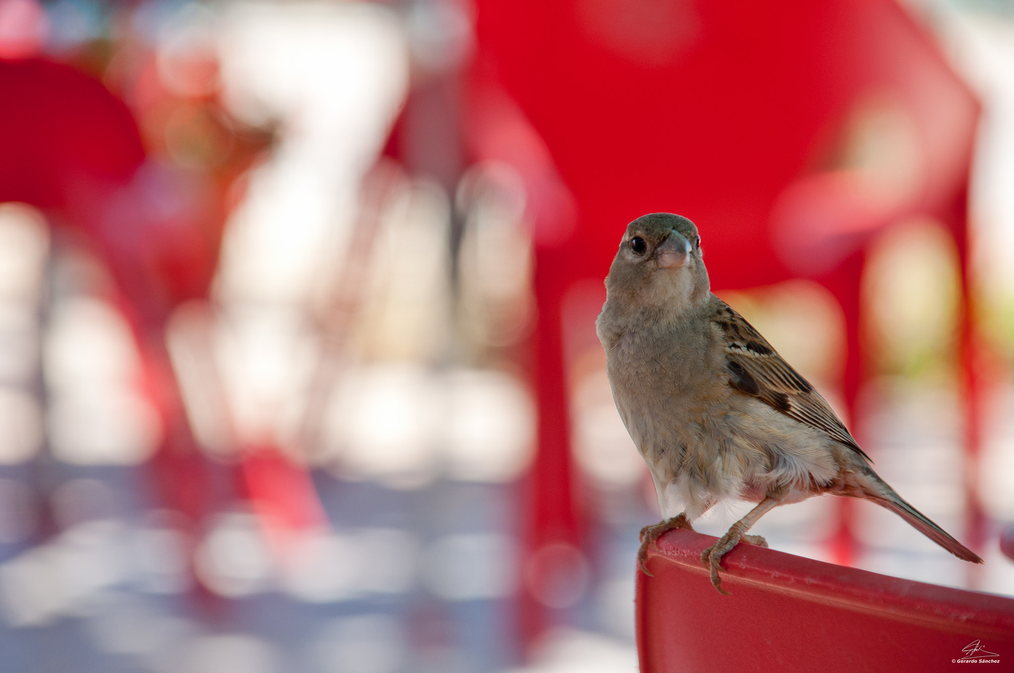 Sigma 18-200mm F3.5-6.3 DC sample photo. Without fear photography