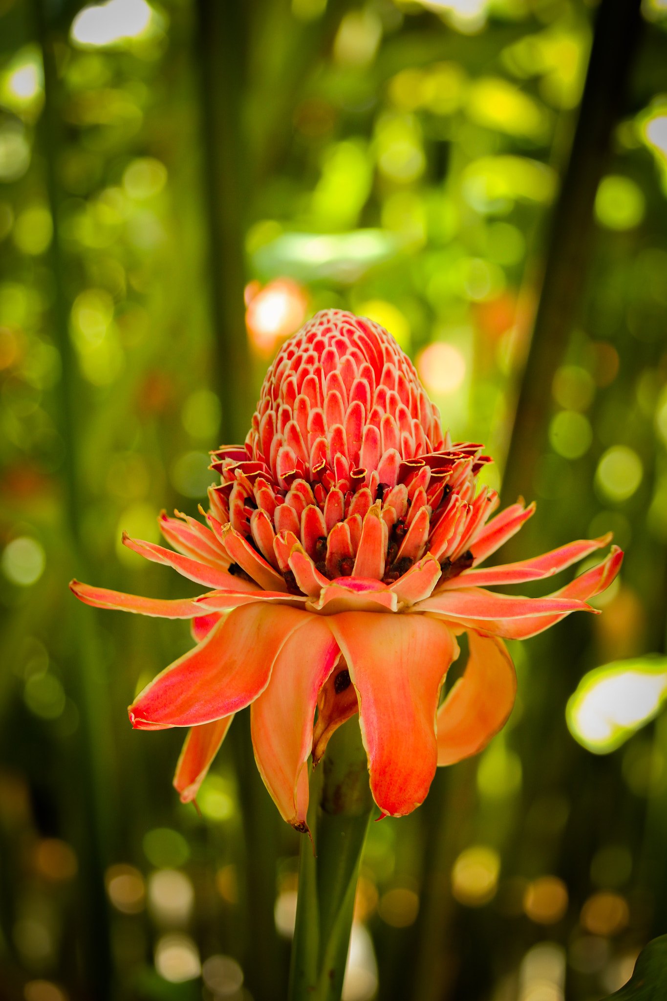 Canon EF-S 55-250mm F4-5.6 IS STM sample photo. My first flower photography