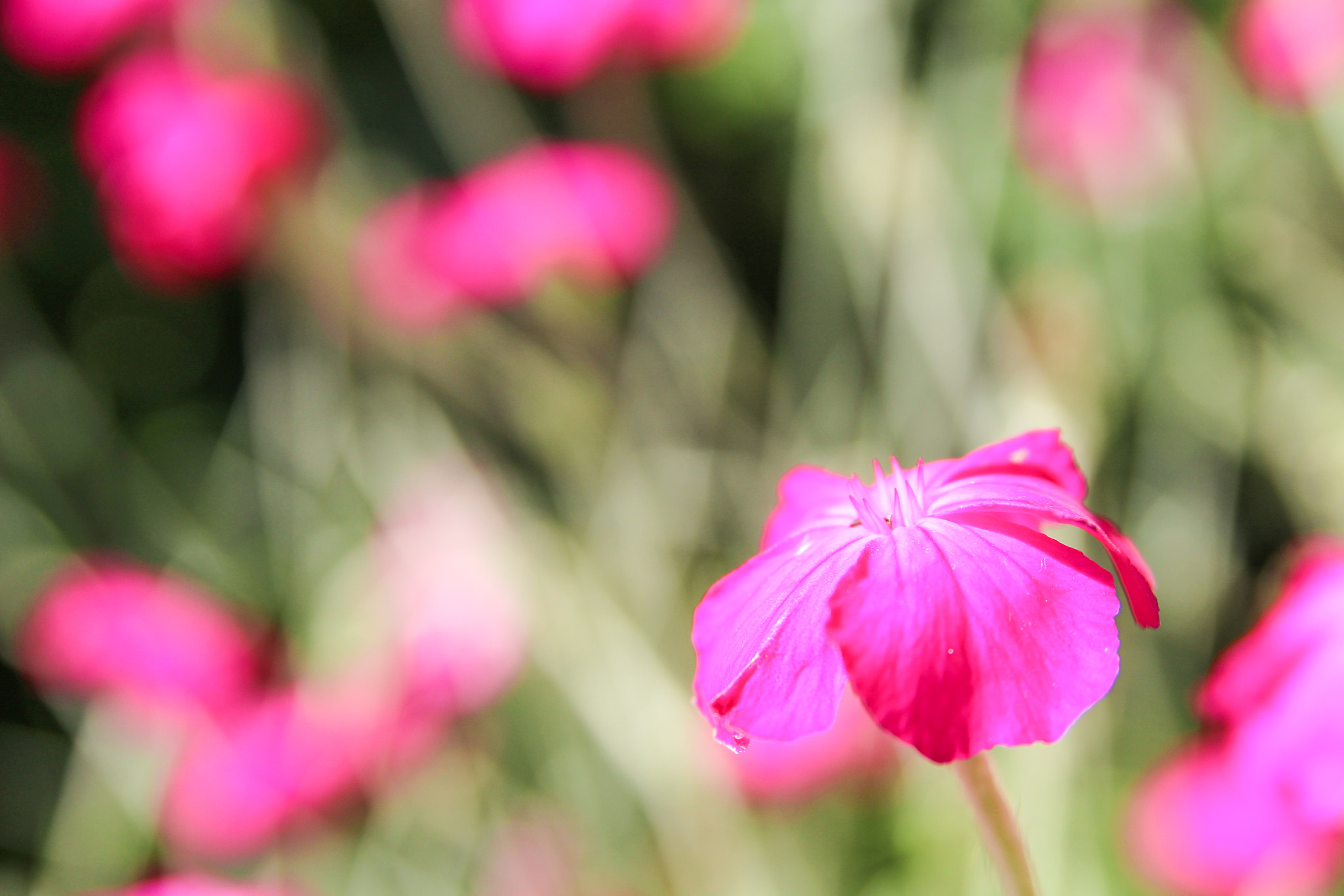 Canon EOS 1200D (EOS Rebel T5 / EOS Kiss X70 / EOS Hi) + Sigma 18-50mm f/2.8 Macro sample photo. Pretty in pink photography