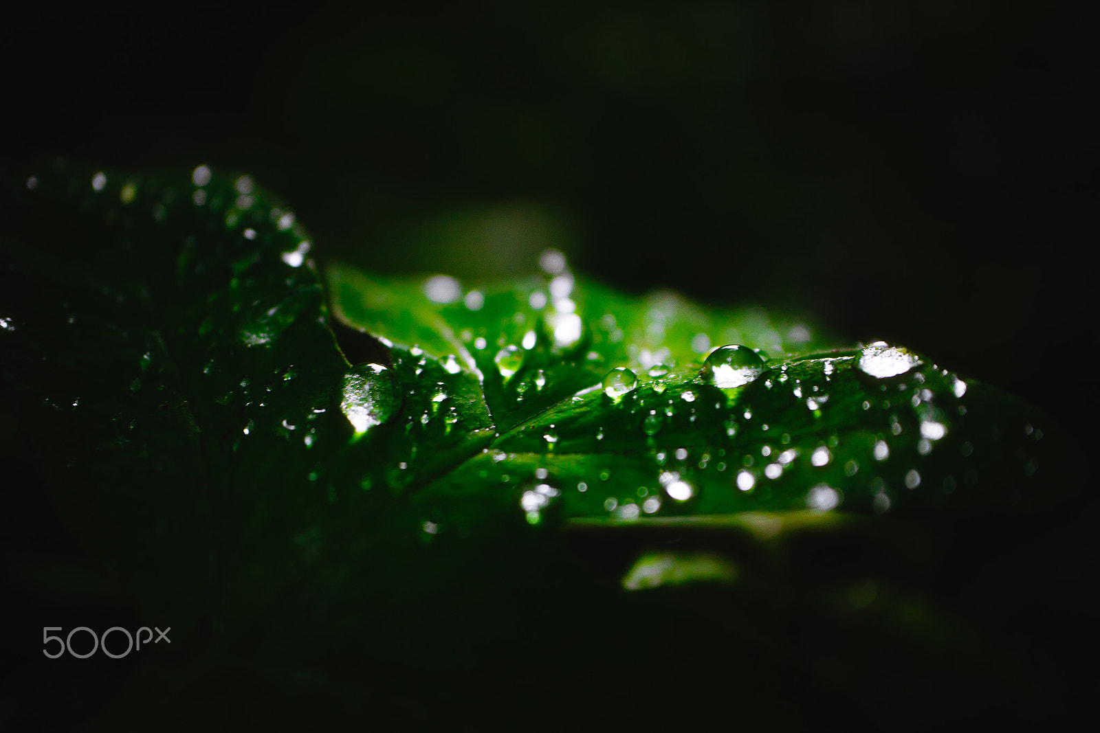 Canon EF-M 28mm F3.5 Macro IS STM sample photo. Sparkle photography