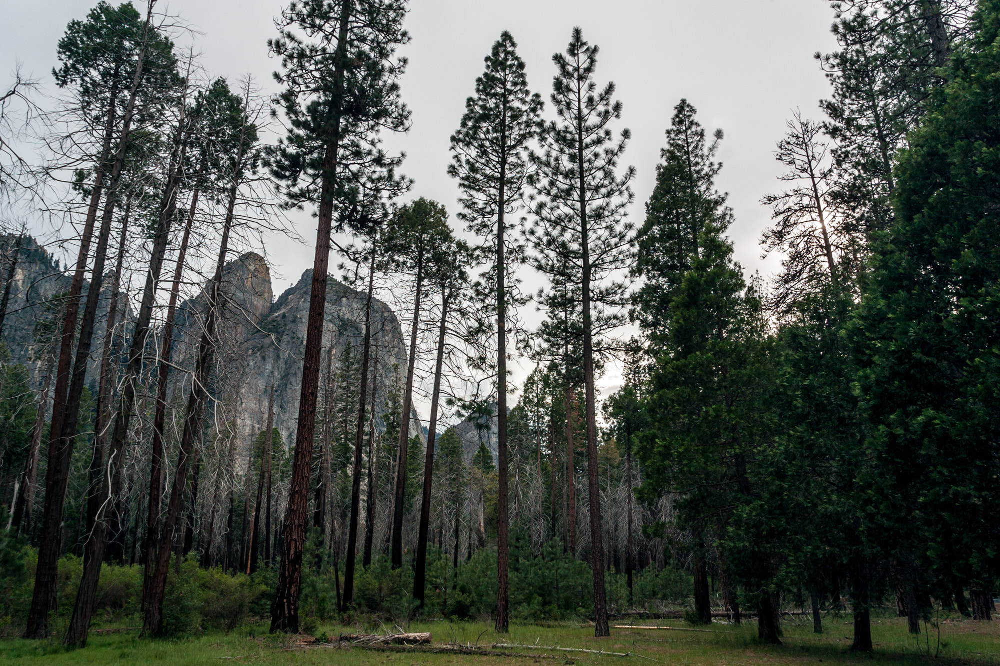 Canon EOS-1D Mark II sample photo. Yosemite photography