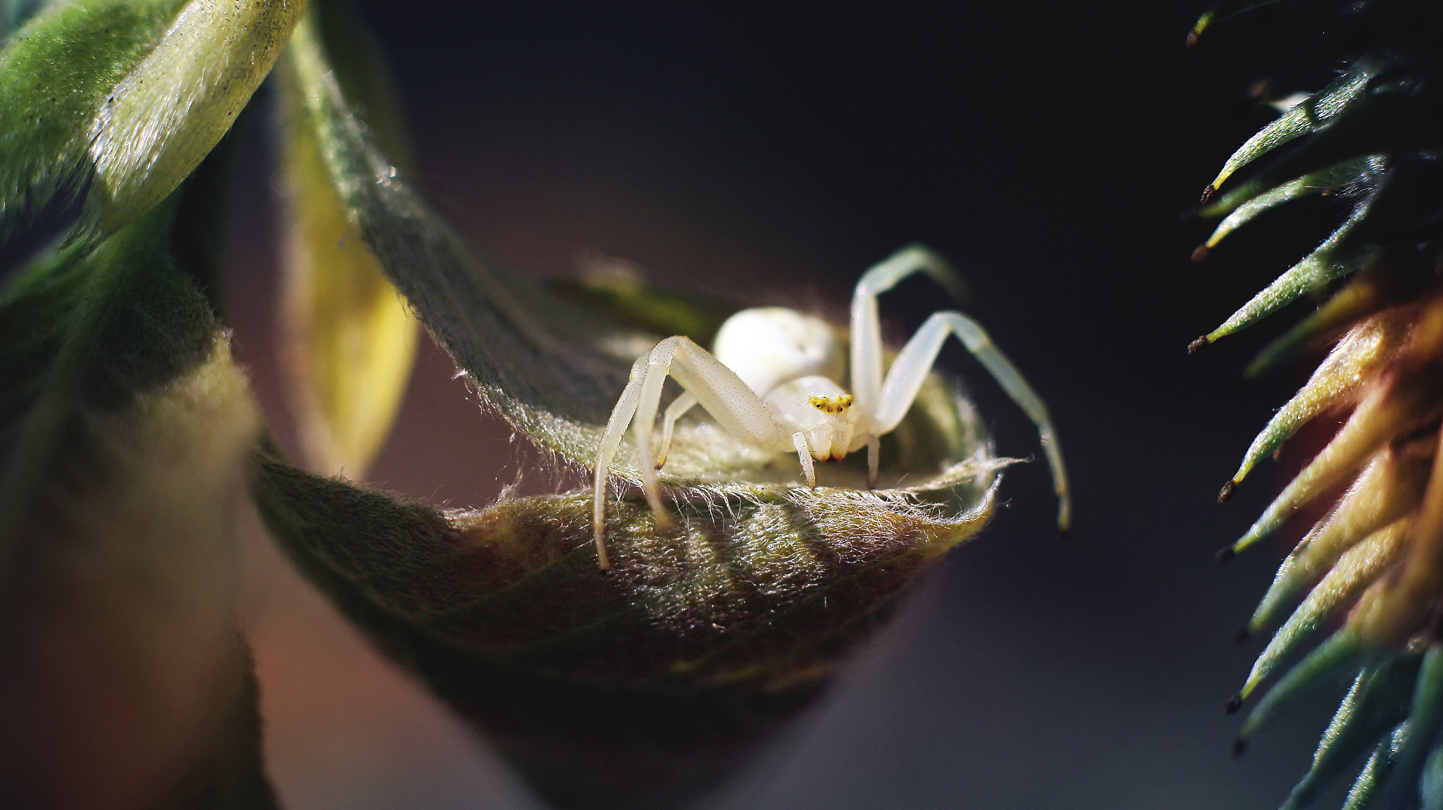 Canon EOS 600D (Rebel EOS T3i / EOS Kiss X5) + Canon EF 50mm F1.8 II sample photo. The spider of the genus misumena photography