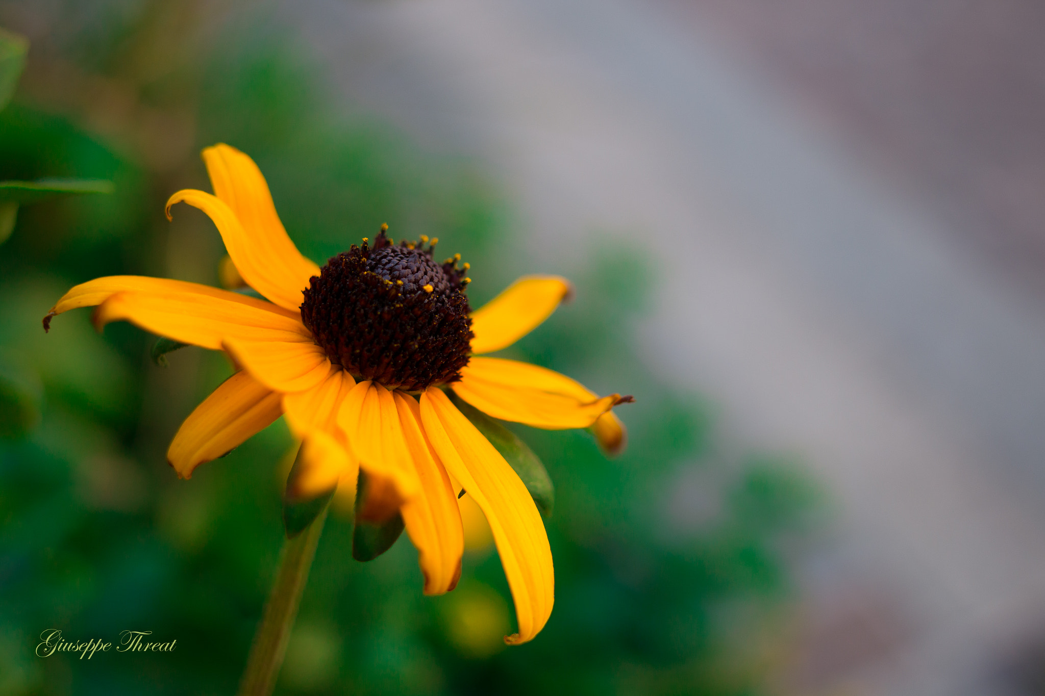 Canon EF 24mm F2.8 IS USM sample photo. Flower yellow photography