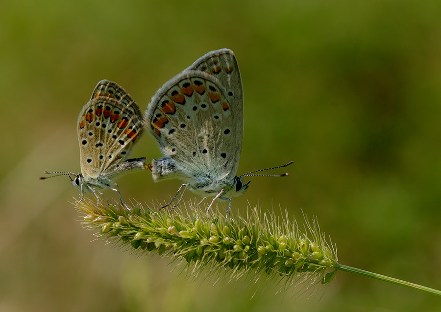 Pentax K20D + smc PENTAX-FA Macro 100mm F2.8 sample photo. Love time photography