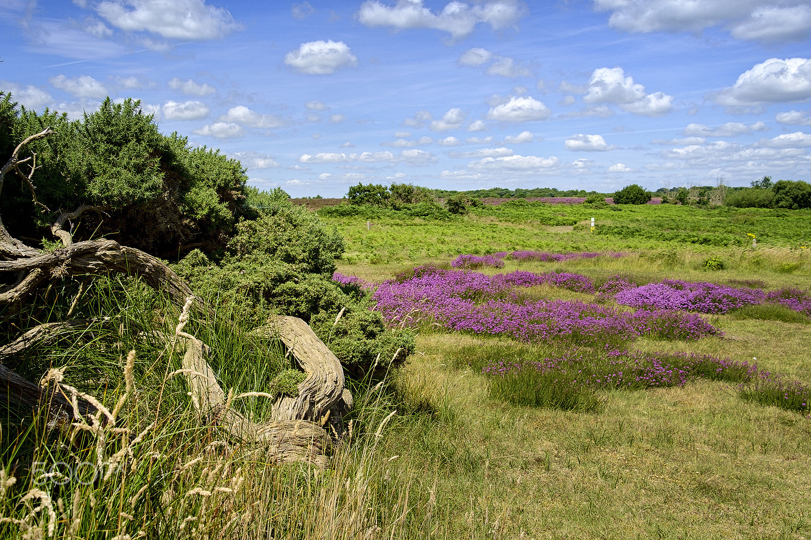 Fujifilm X-E1 + Fujifilm XF 18-135mm F3.5-5.6 R LM OIS WR sample photo. Dunwich heath photography