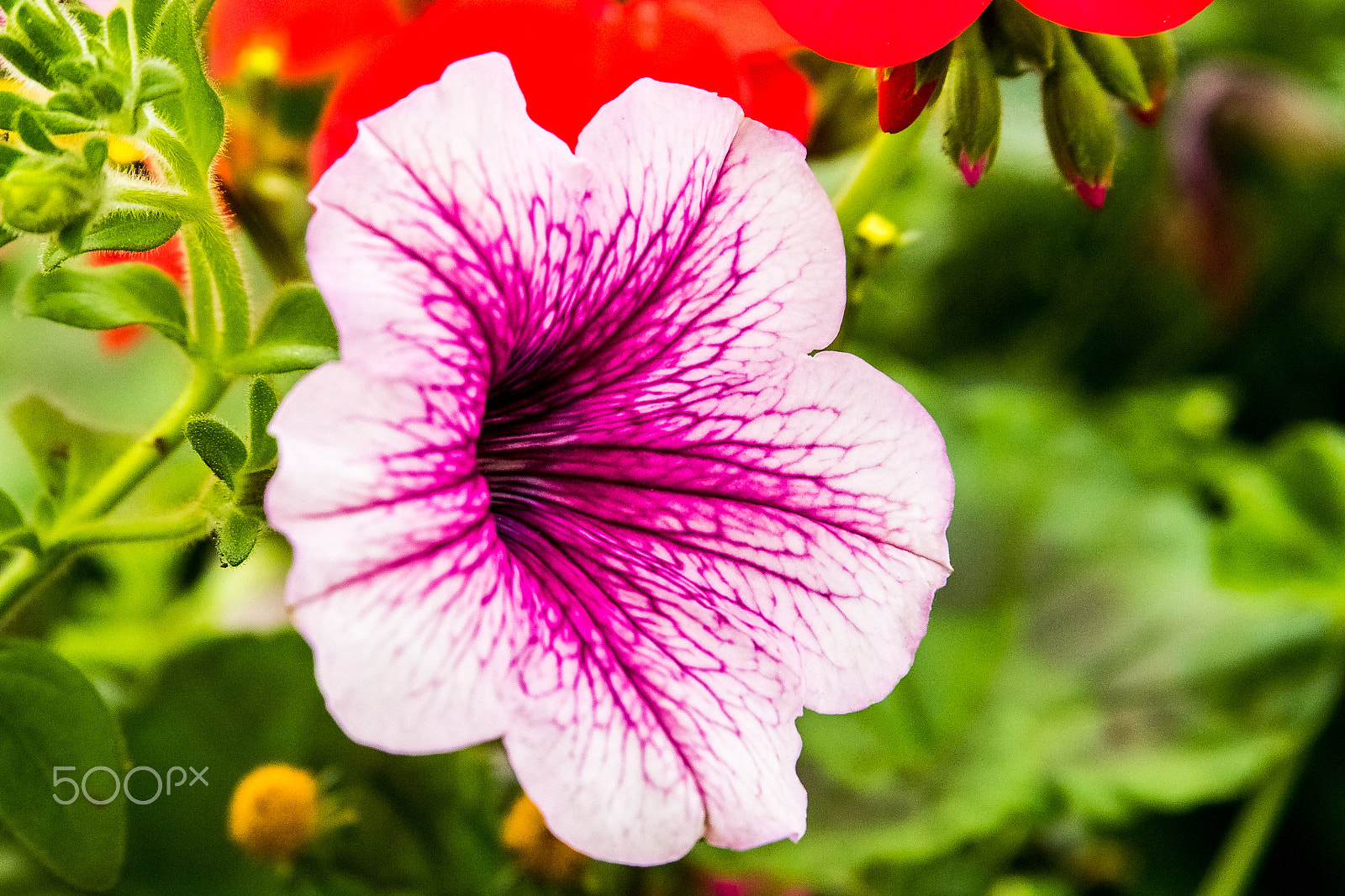 Canon EF 28-135mm F3.5-5.6 IS USM sample photo. Petunia. photography