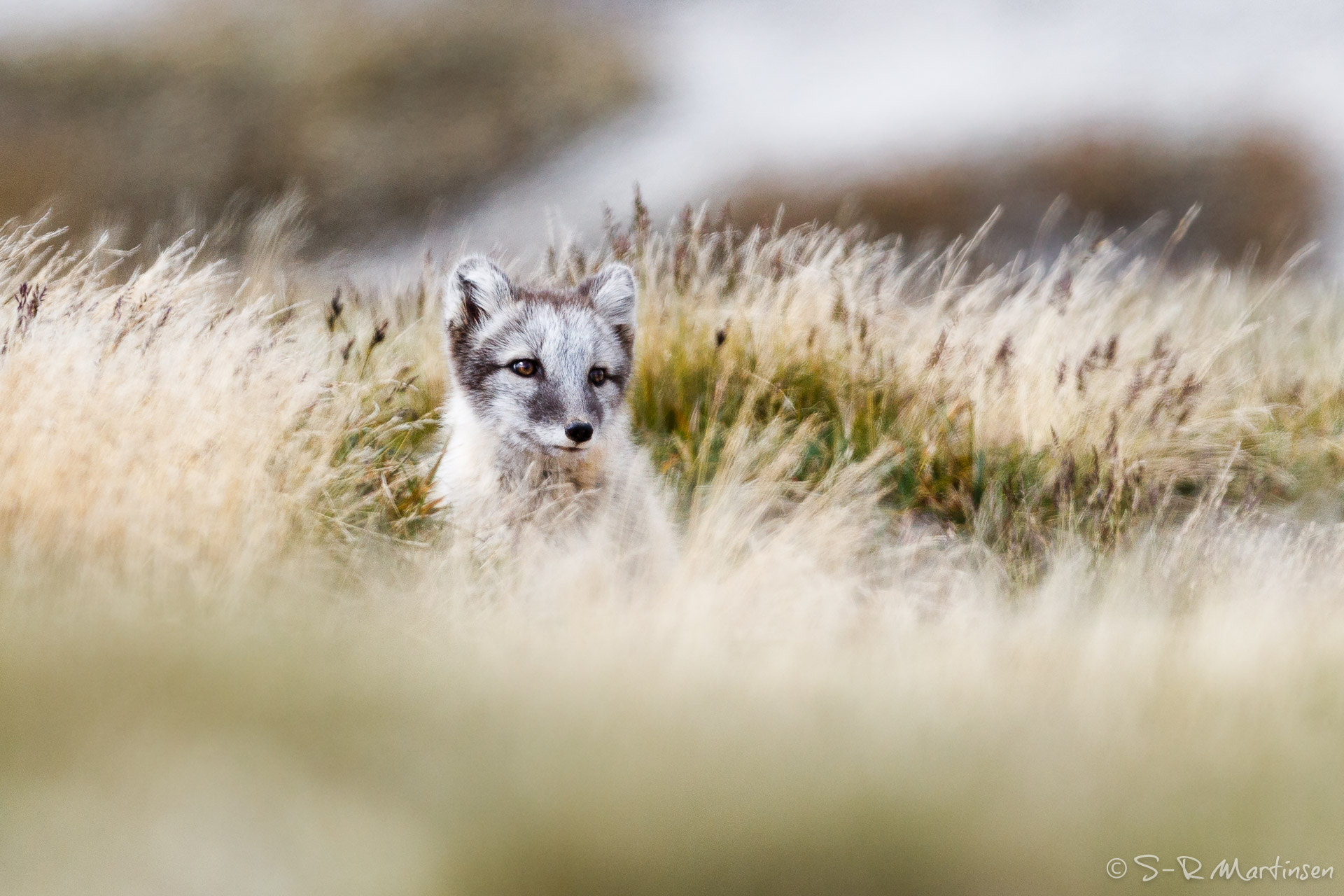 Canon EF 300mm F2.8L IS USM sample photo. Arctic fox photography