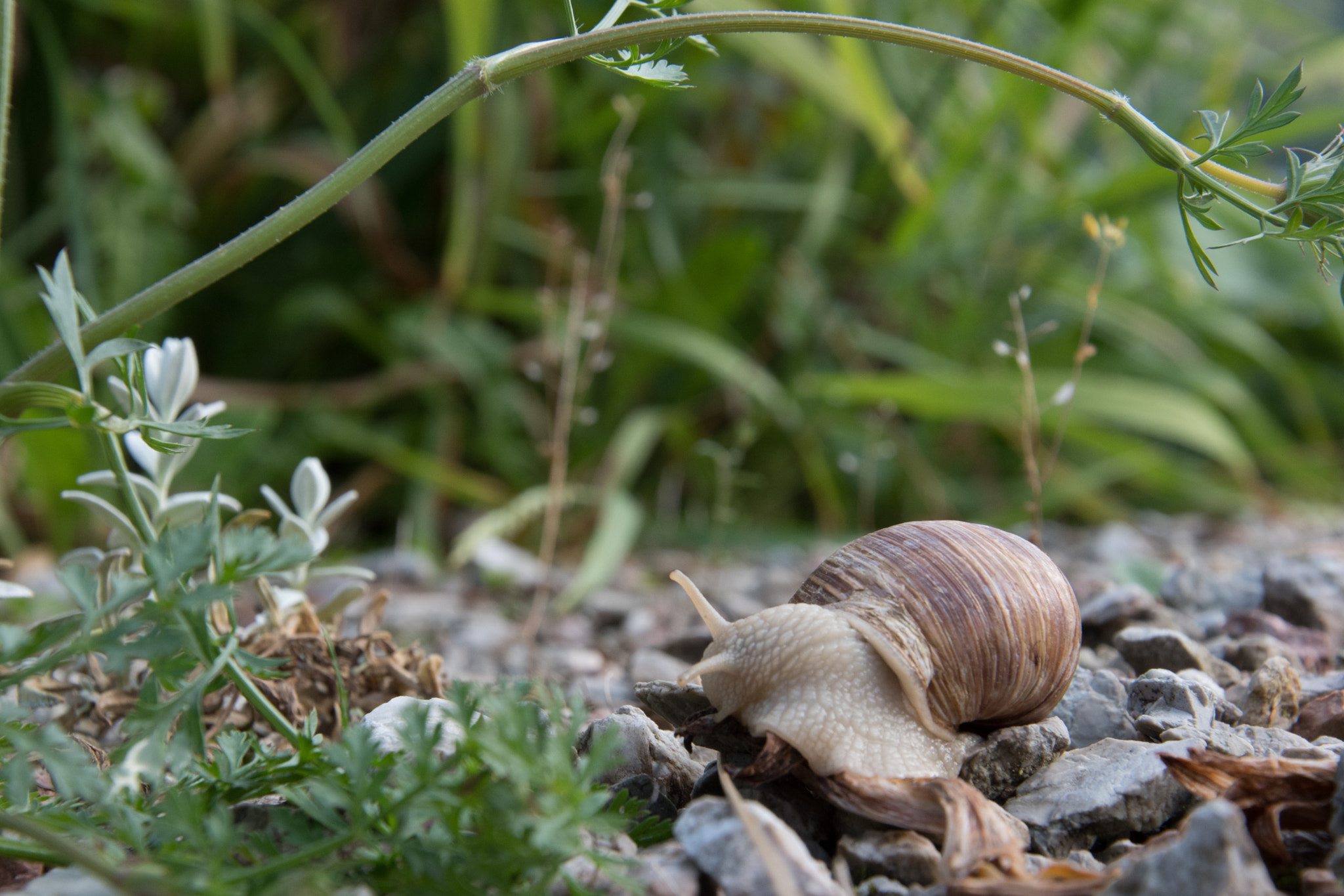 Nikon D500 sample photo. Escargot photography